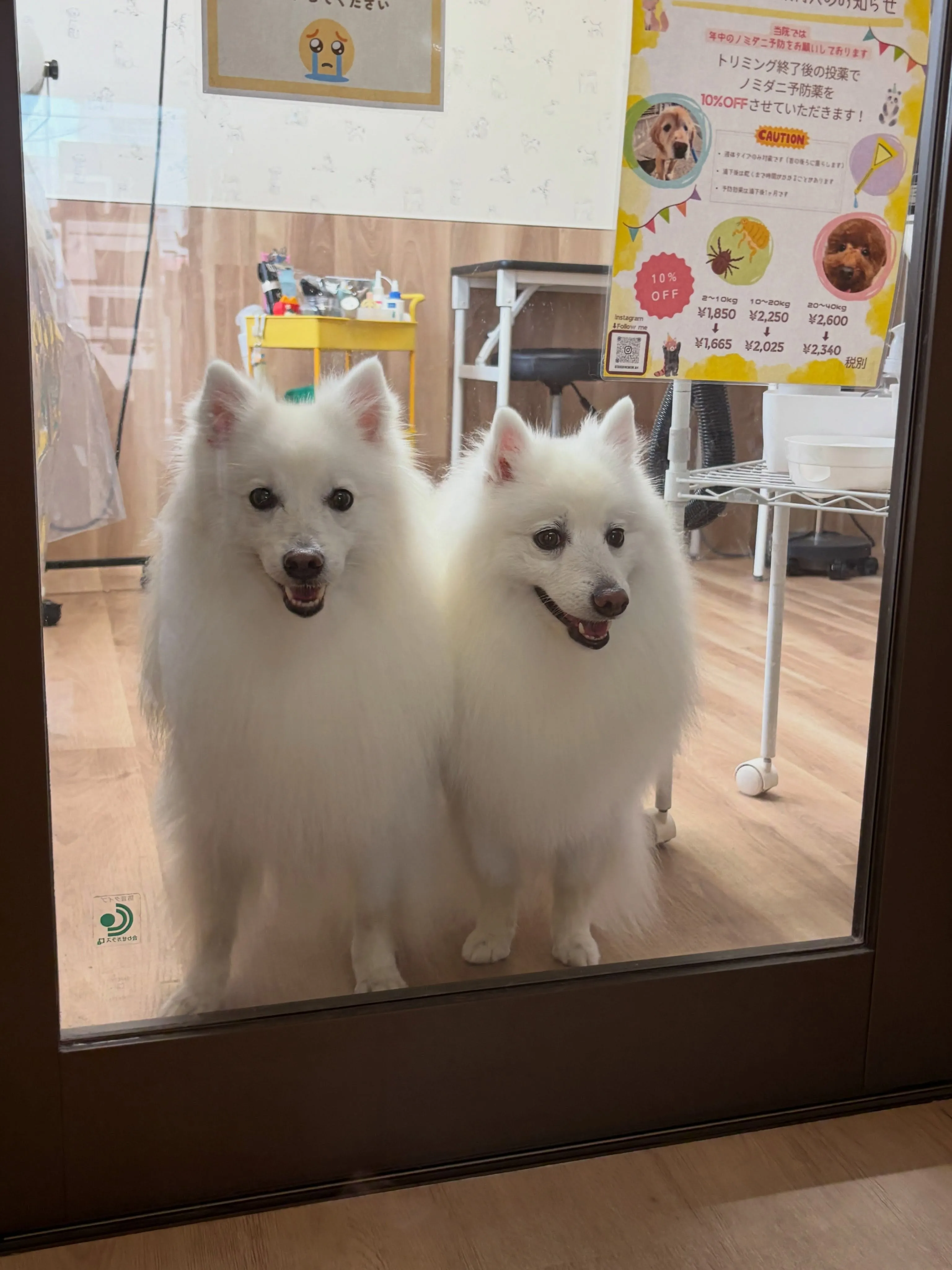 🍃9/4のトリミング🍃スピッツ🐶|名東区・千種区・守山区の動...