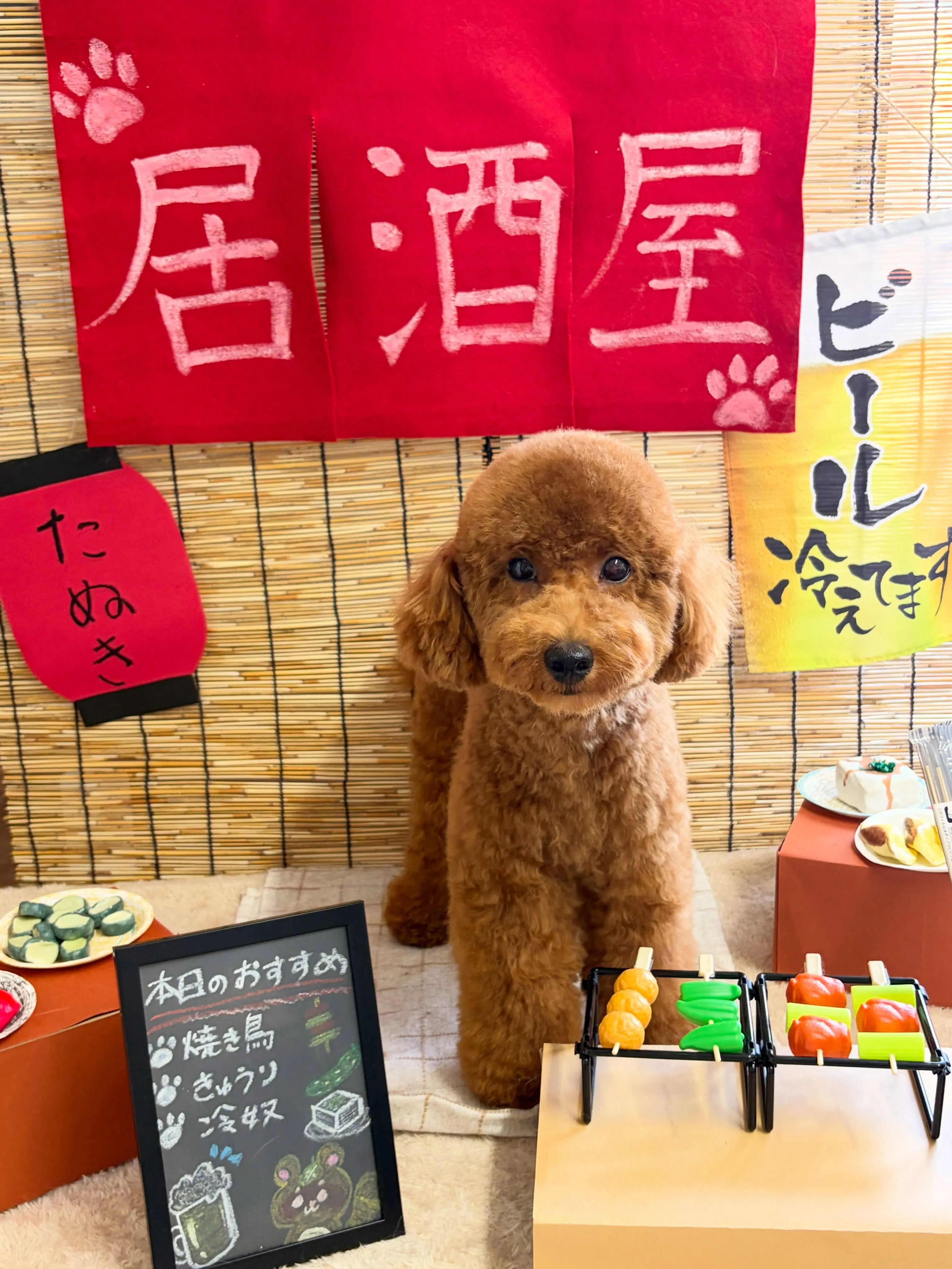 🍃9/5のトリミング🍃プードル🐶|名東区・千種区・守山区の動...