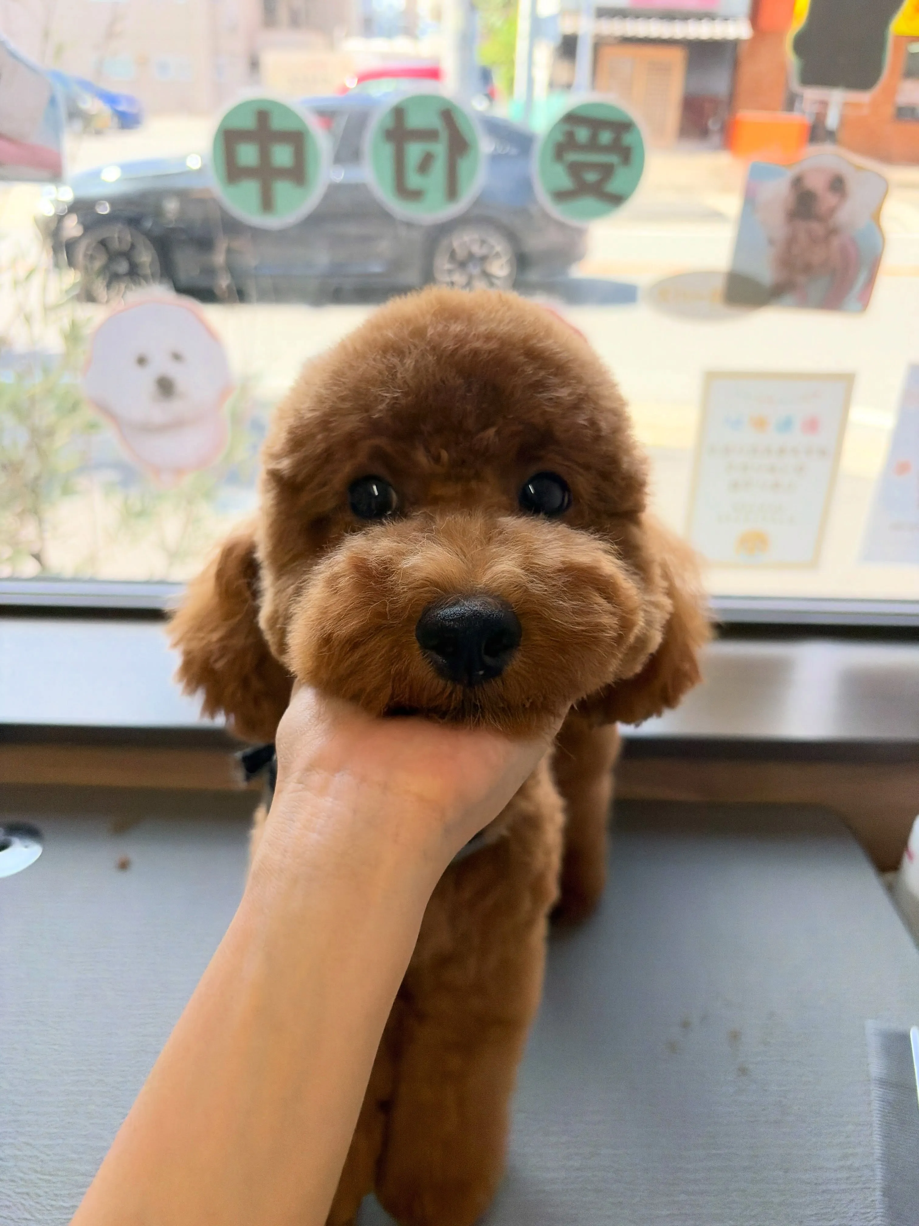 🍃9/5のトリミング🍃プードル🐶｜名東区・千種区・守山区の動...