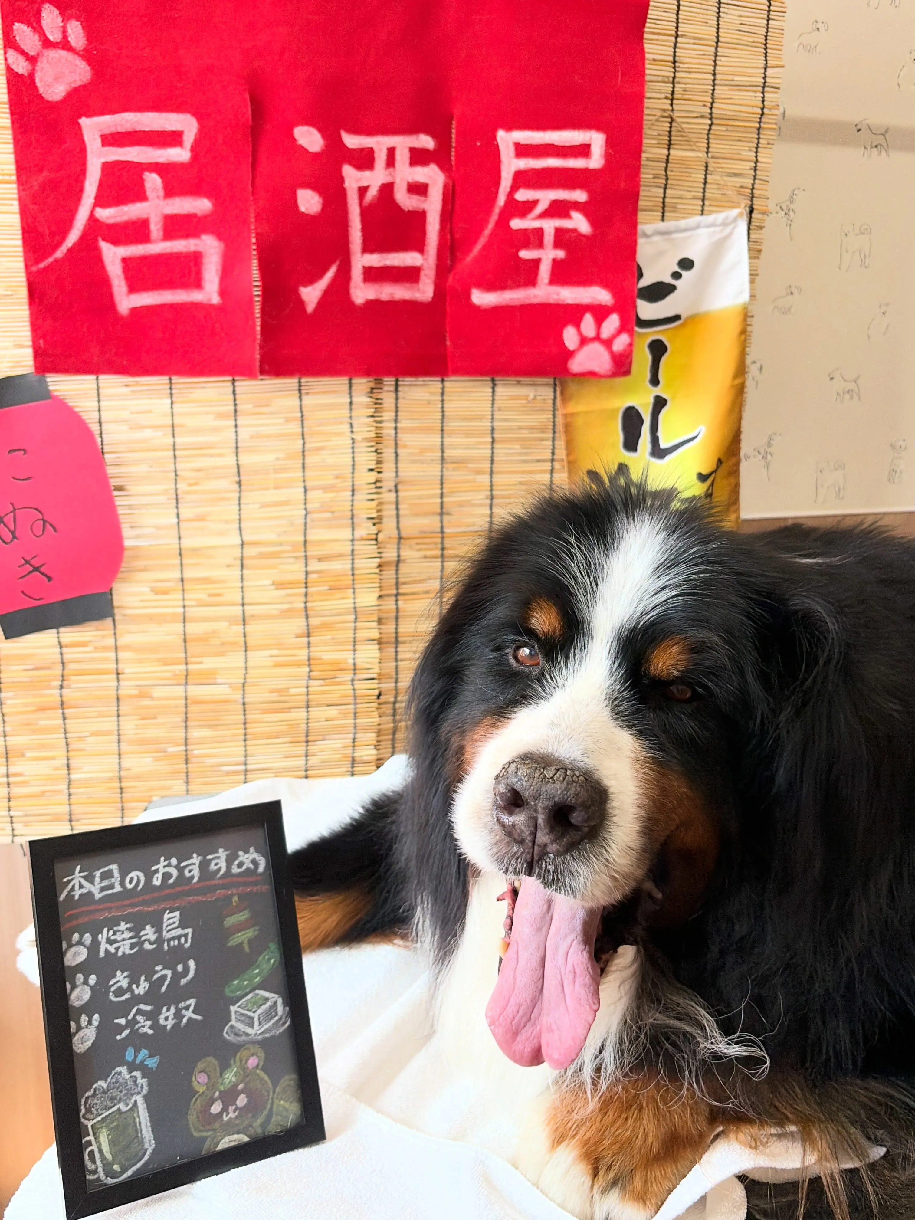 🍃9/5のトリミング🍃バーニーズマウンテンドッグ🐶|名東区・...