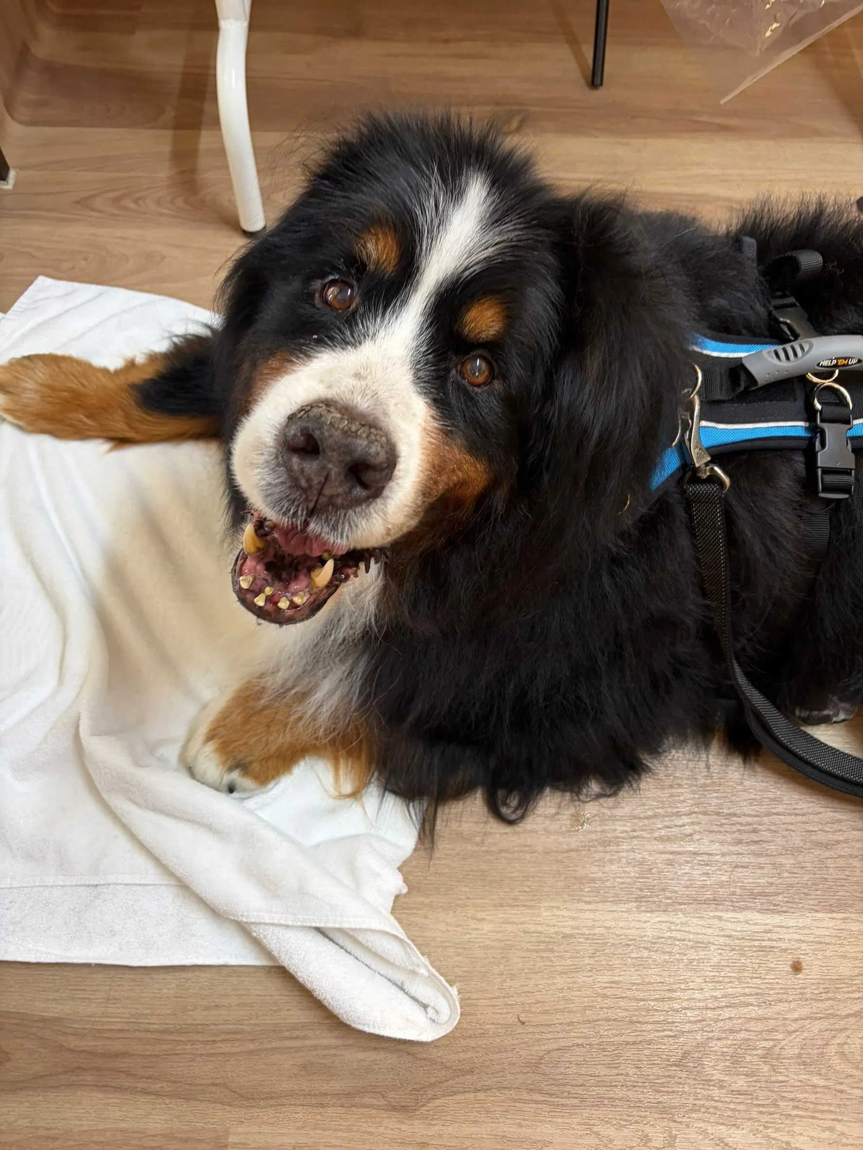 🍃9/5のトリミング🍃バーニーズマウンテンドッグ🐶|名東区・...