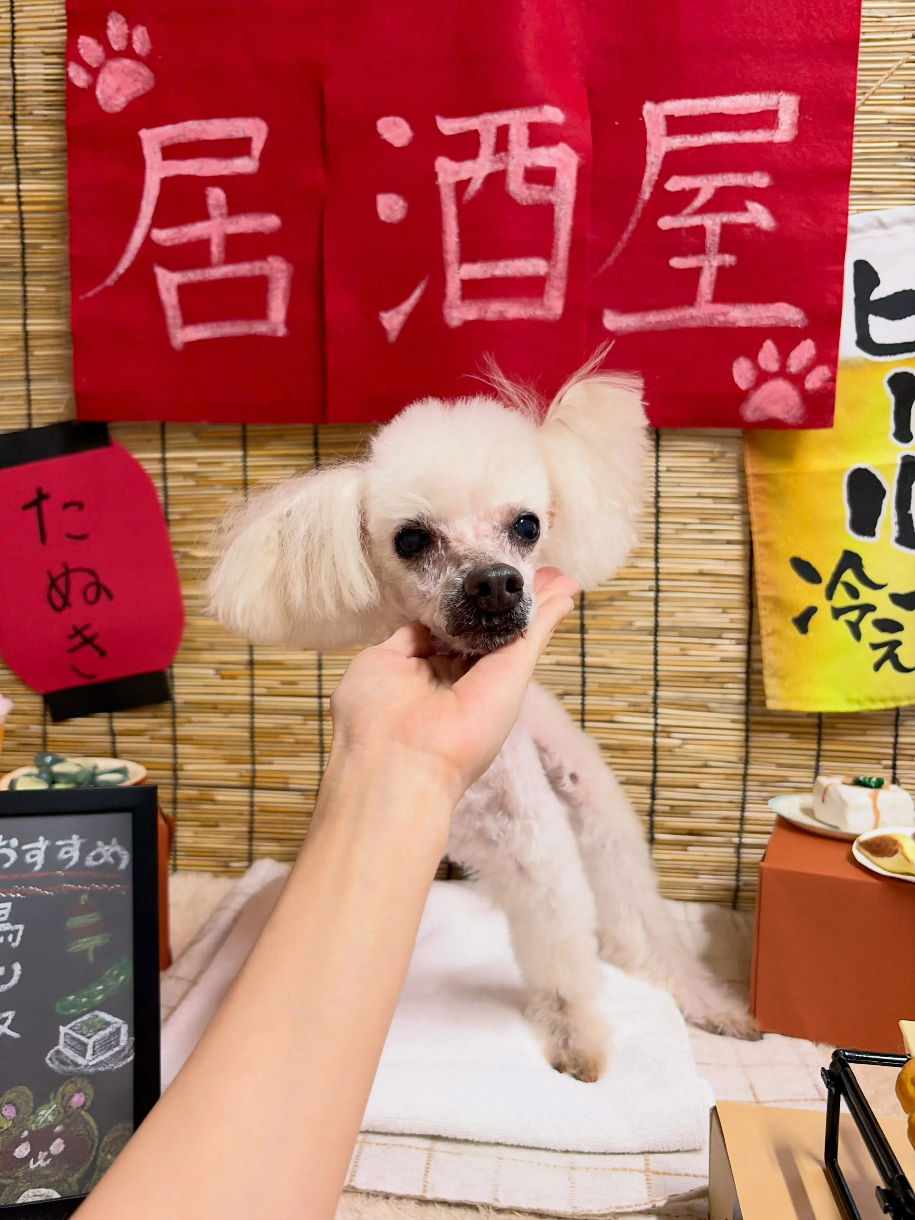 🍃9/5のトリミング🍃プードル🐶|名東区・千種区・守山区の動...
