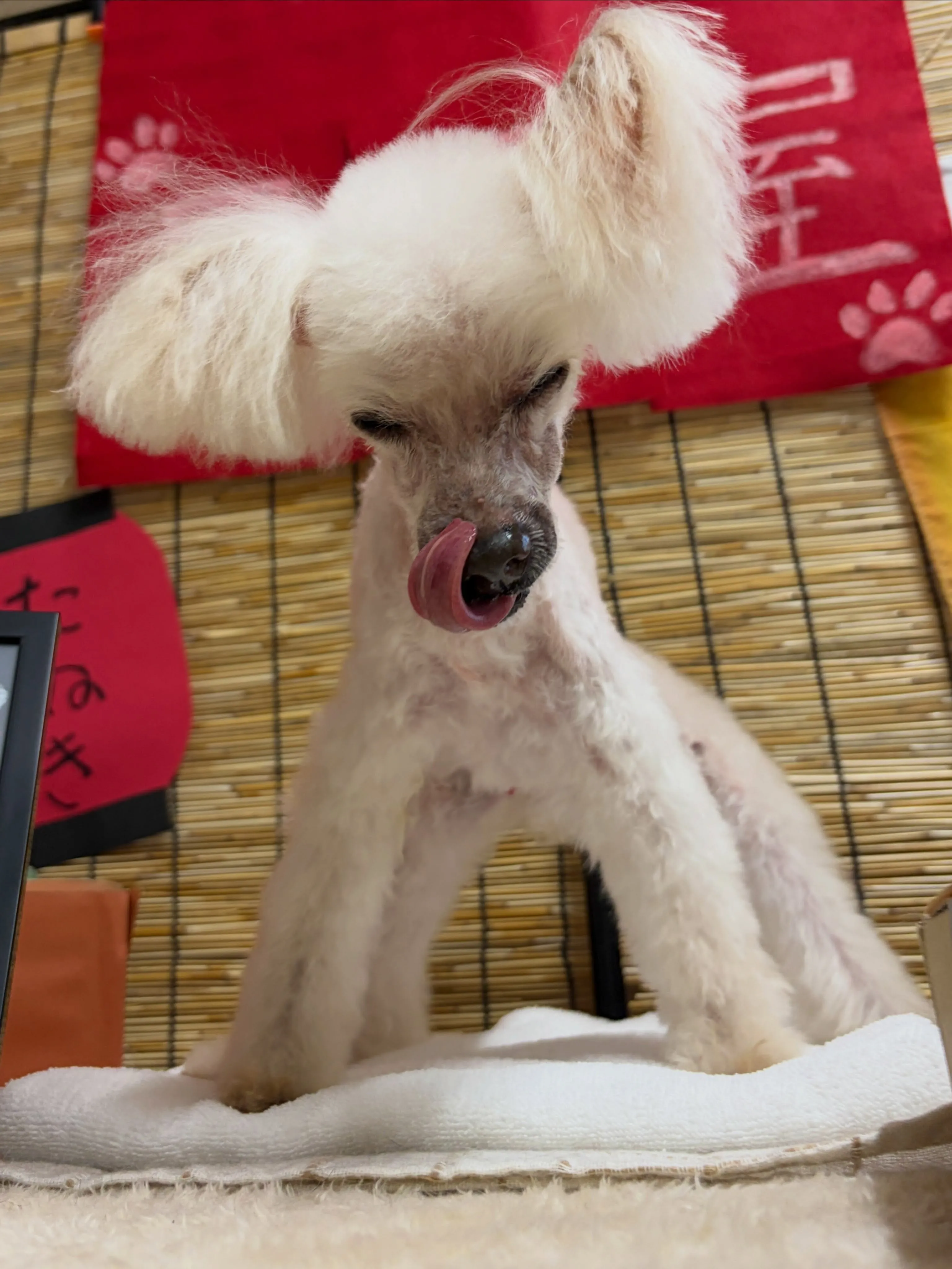 🍃9/5のトリミング🍃プードル🐶｜名東区・千種区・守山区の動...