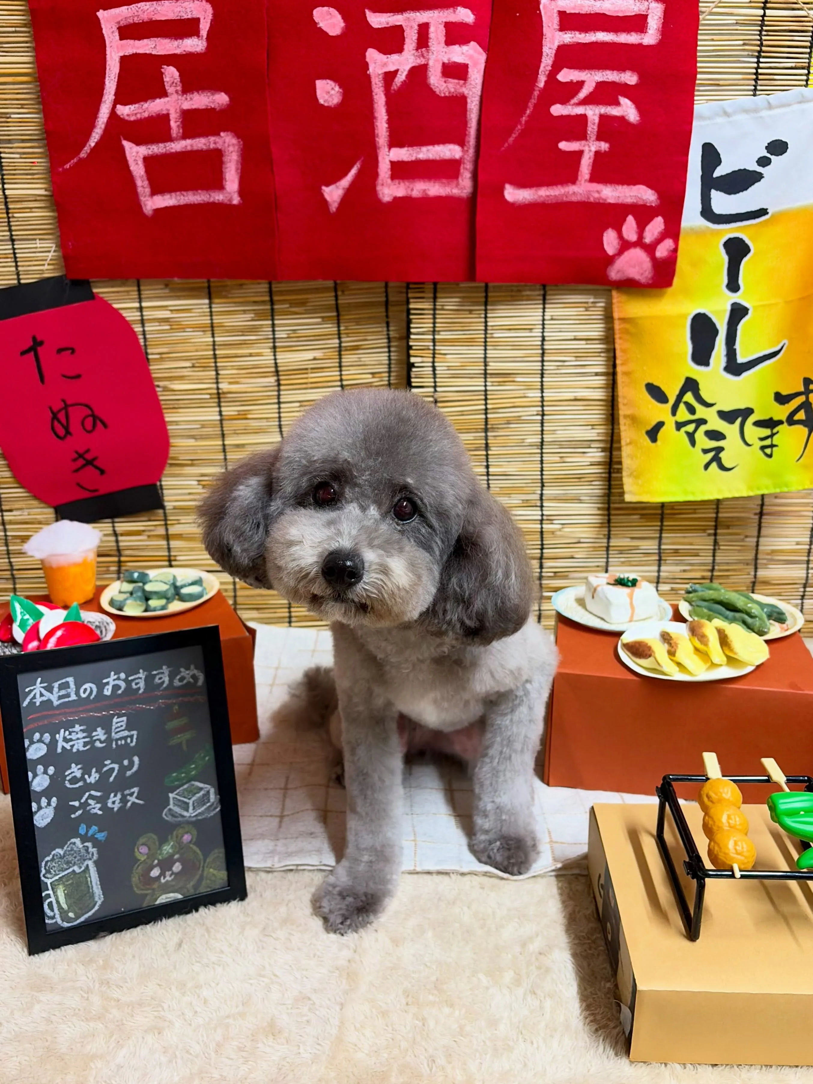 🍃9/5のトリミング🍃プードル🐶｜名東区・千種区・守山区の動...