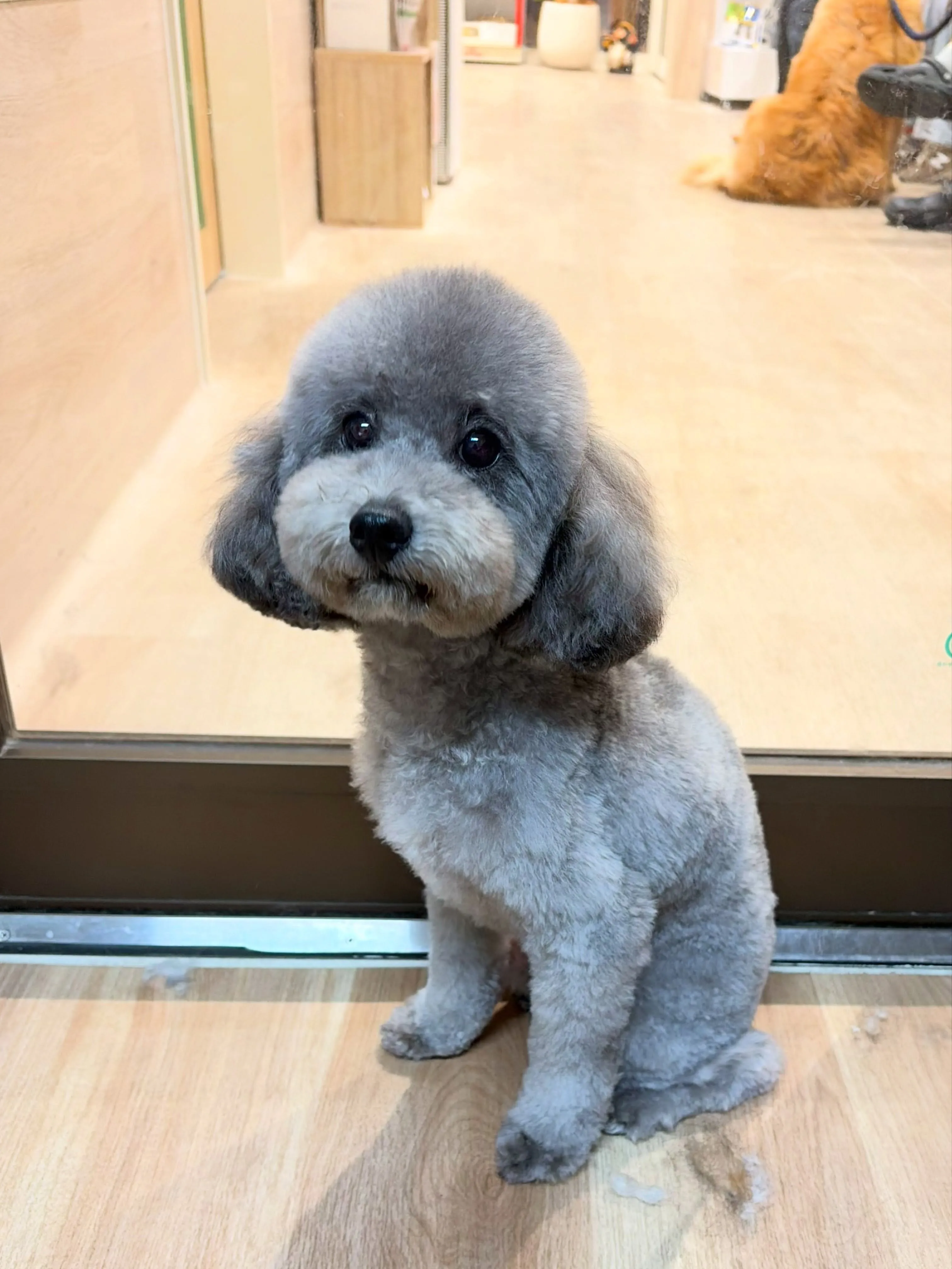 🍃9/5のトリミング🍃プードル🐶｜名東区・千種区・守山区の動...