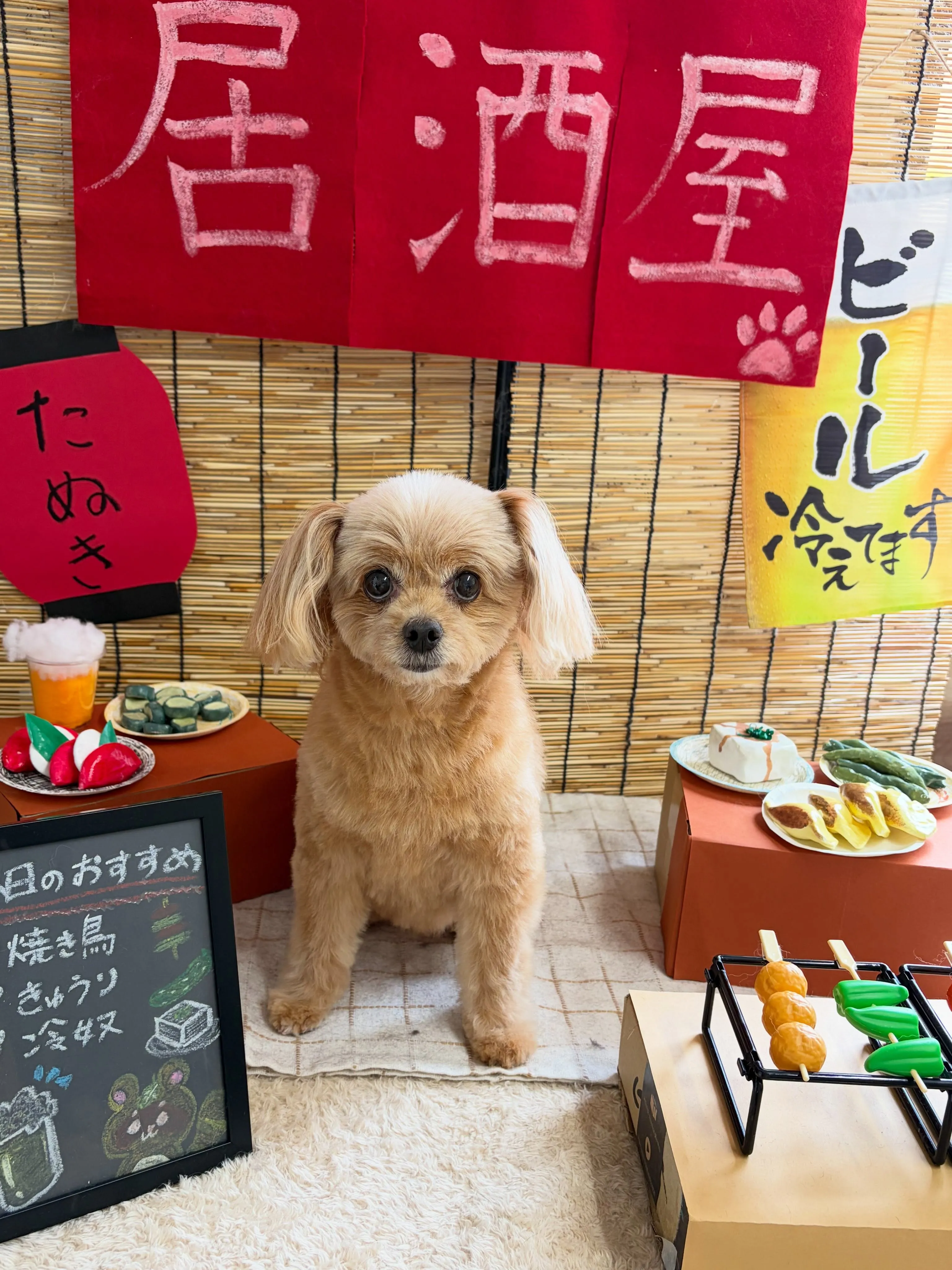 🍃9/6のトリミング🍃ミックス犬🐶｜名東区・千種区・守山区の...