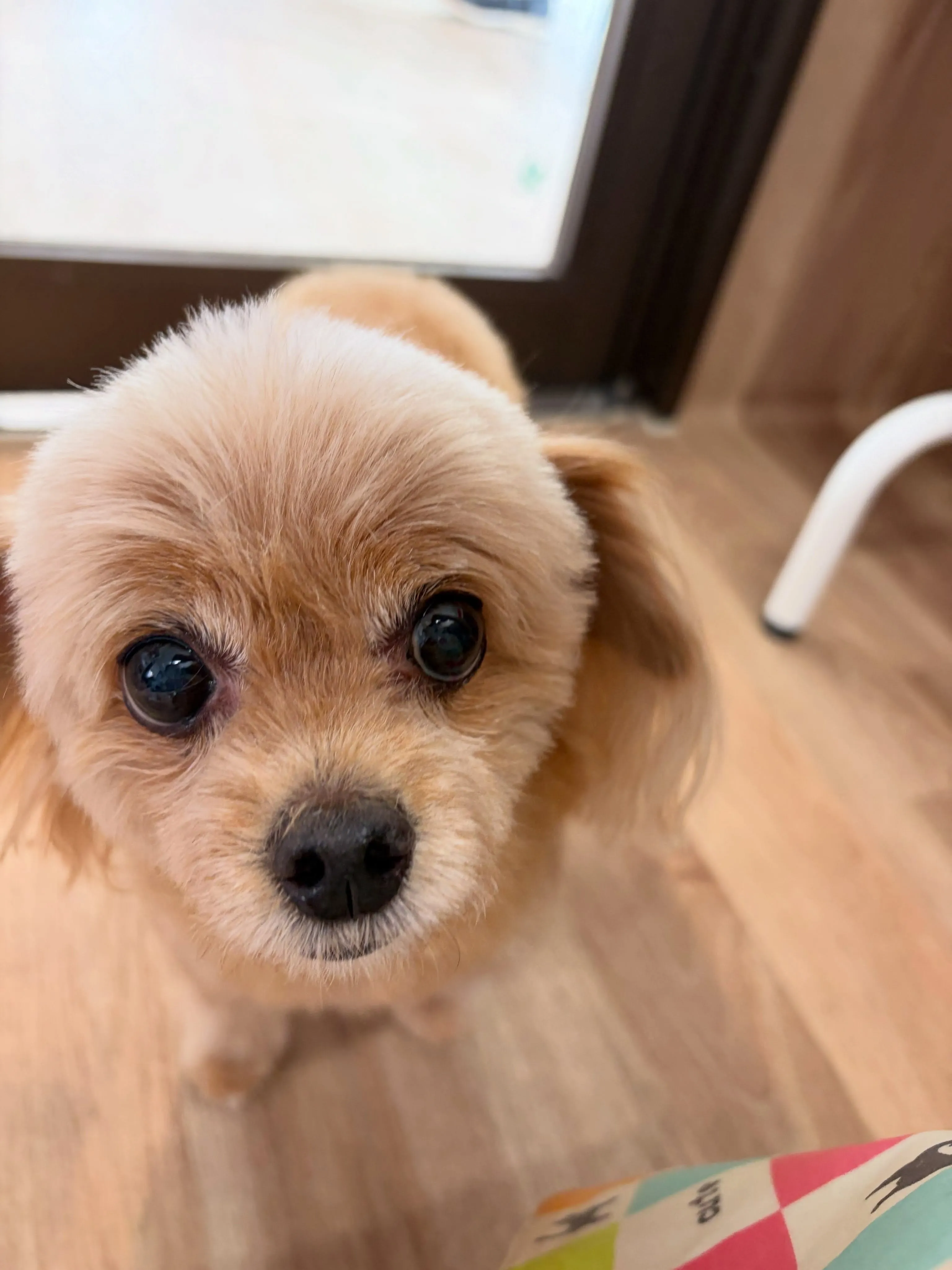 🍃9/6のトリミング🍃ミックス犬🐶|名東区・千種区・守山区の...