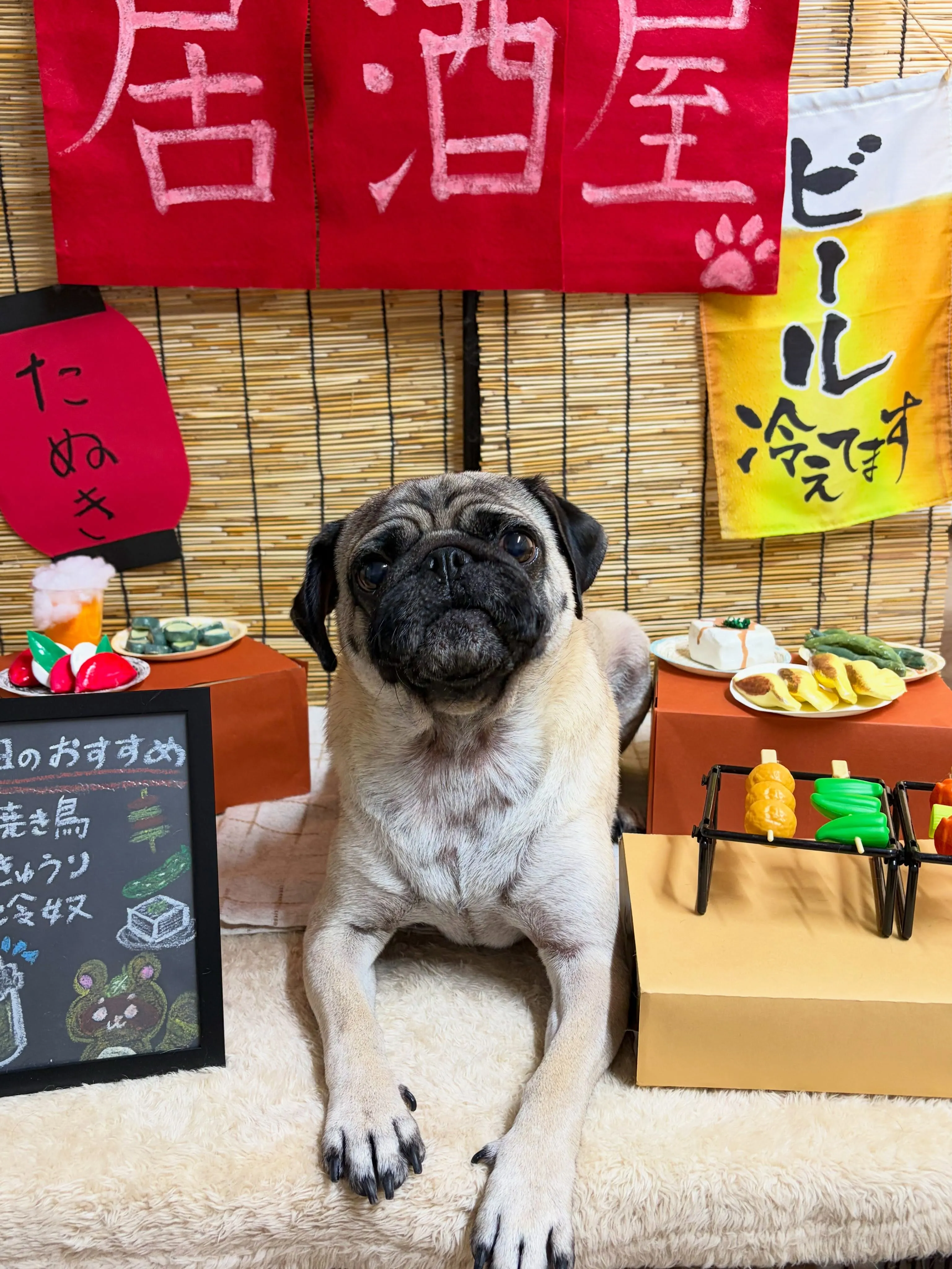 🍃9/6のトリミング🍃パグ🐶｜名東区・千種区・守山区の動物病...