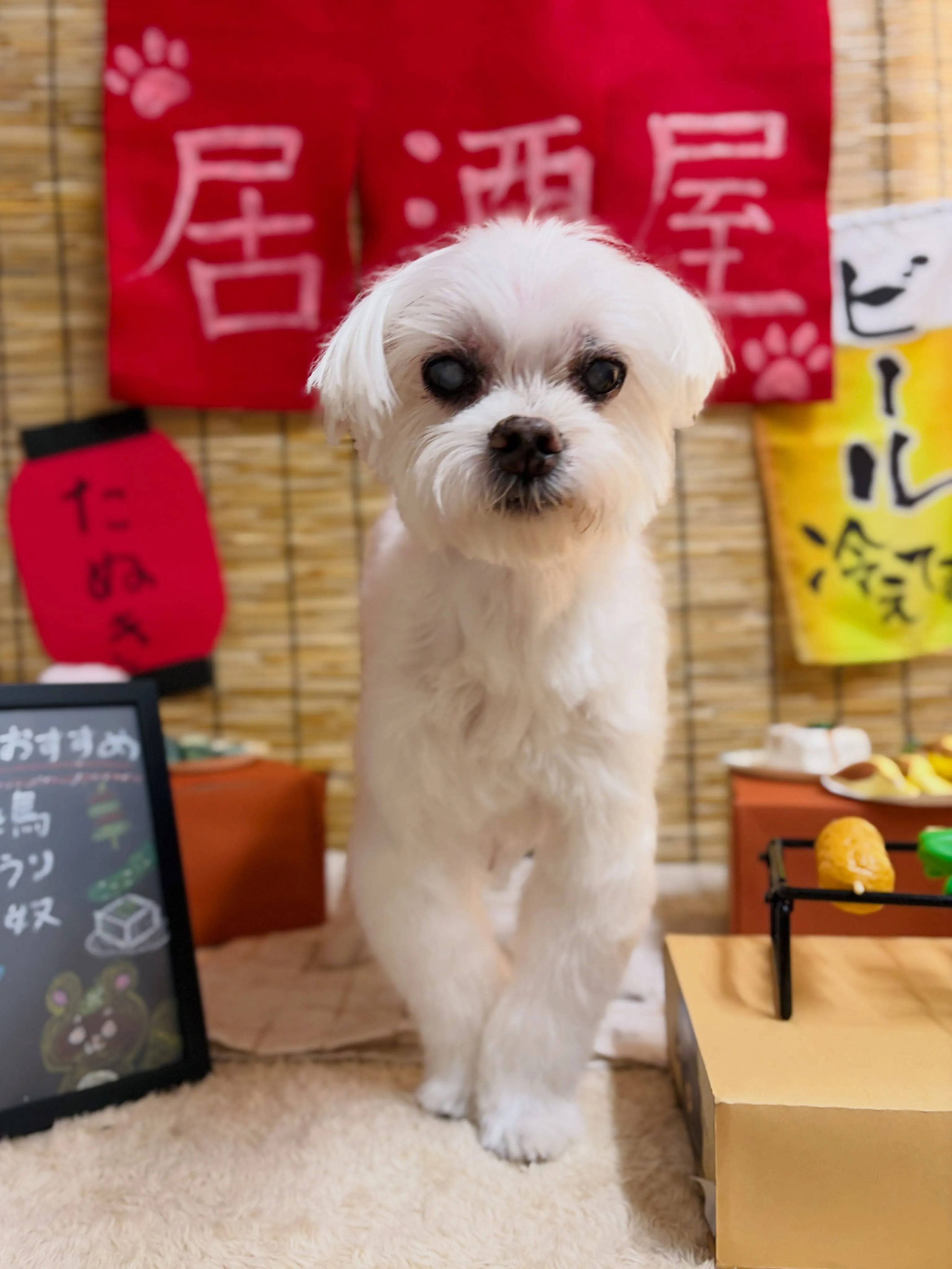 🍃9/6のトリミング🍃マルチーズ🐶チワワ🐶｜名東区・千種区・...