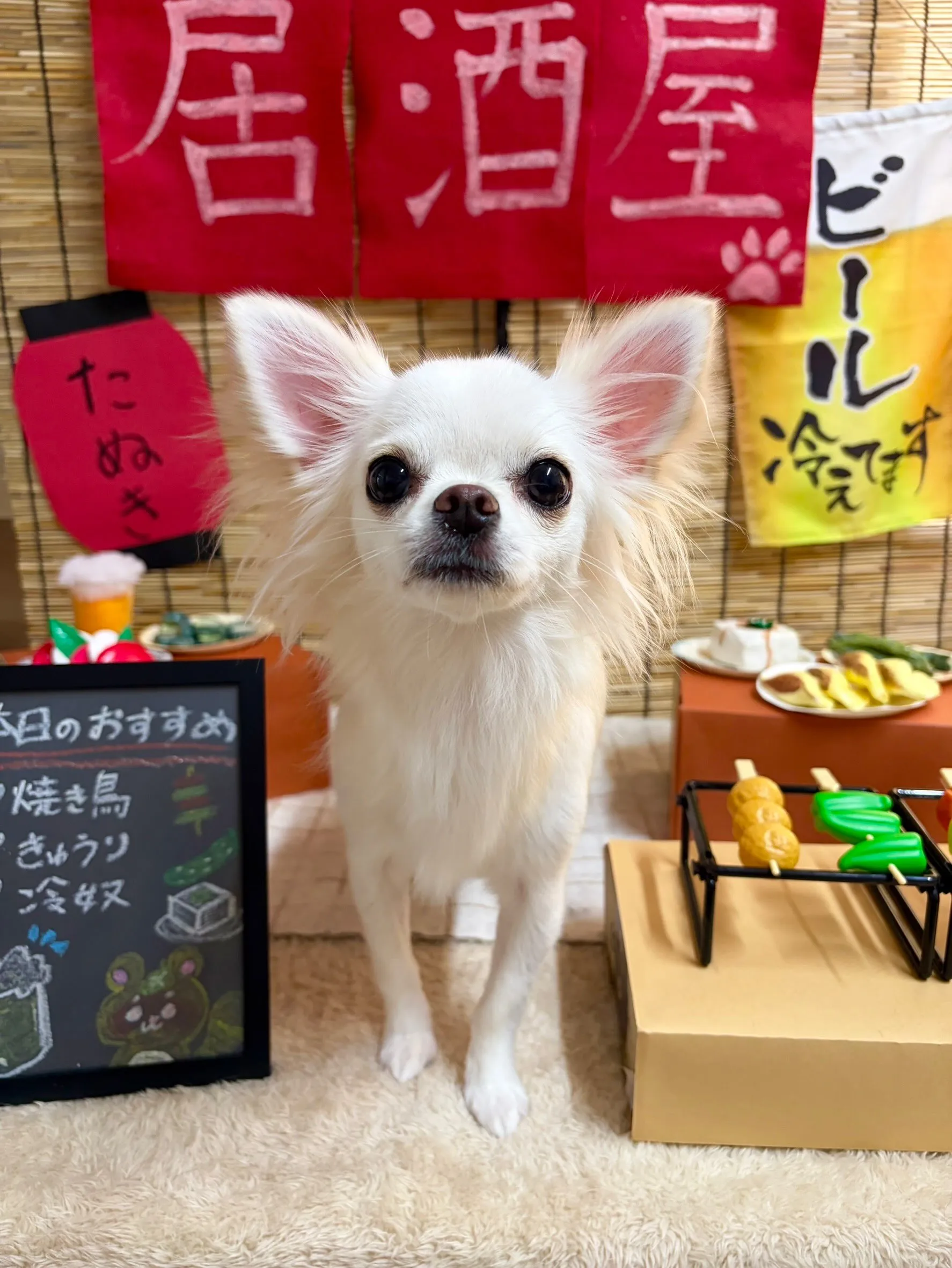 🍃9/6のトリミング🍃マルチーズ🐶チワワ🐶｜名東区・千種区・...