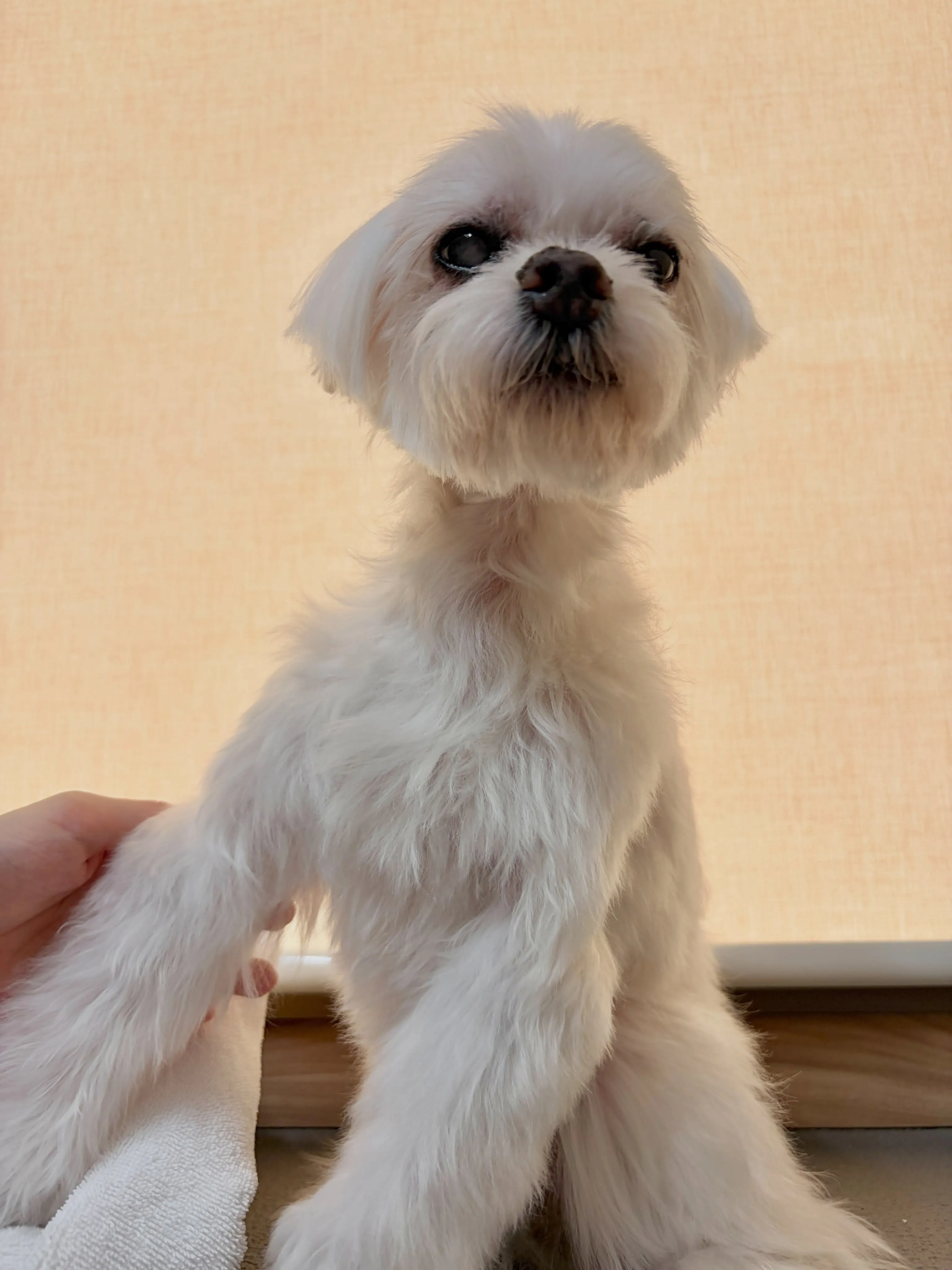 🍃9/6のトリミング🍃マルチーズ🐶チワワ🐶｜名東区・千種区・...