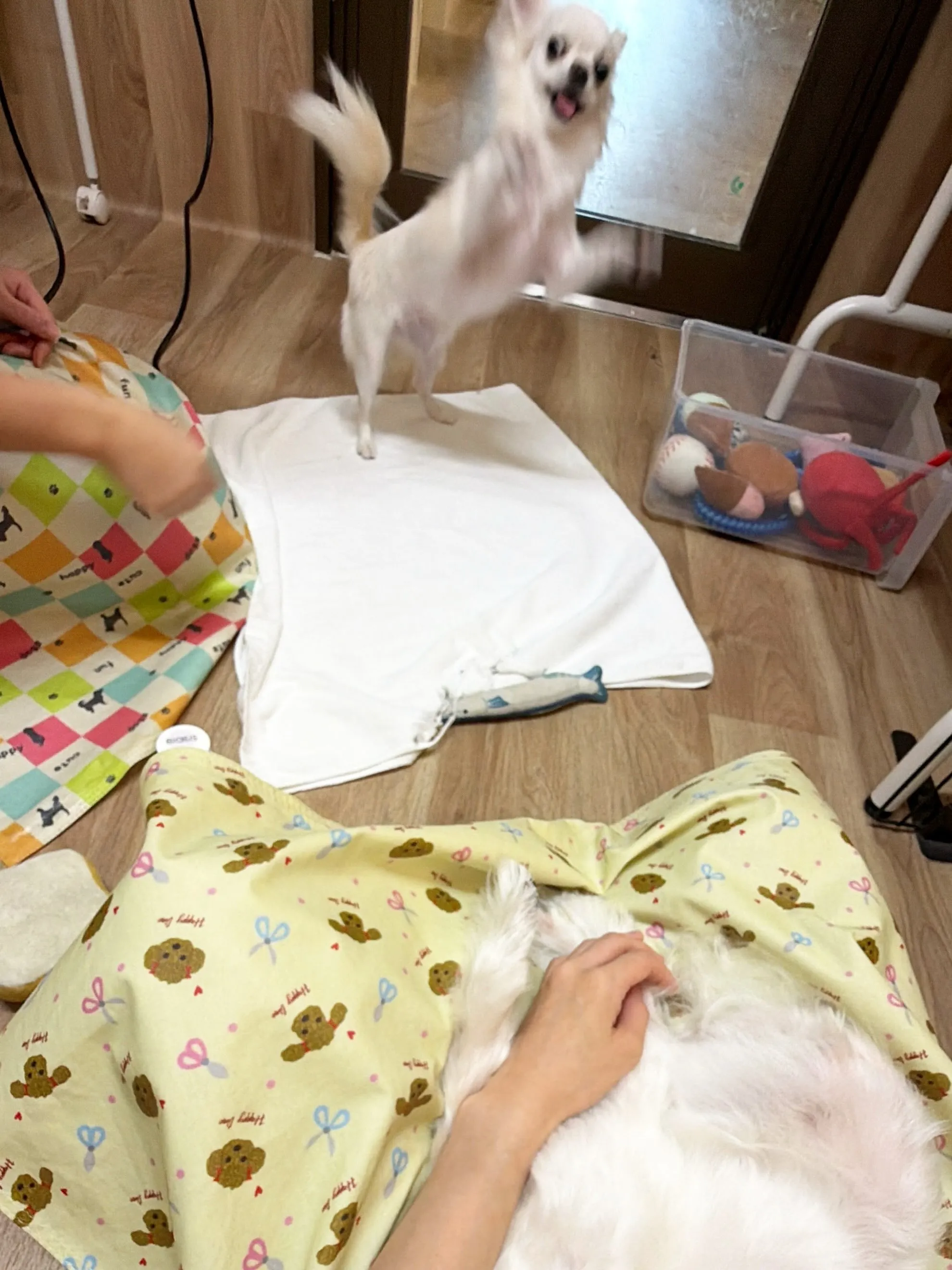 🍃9/6のトリミング🍃マルチーズ🐶チワワ🐶｜名東区・千種区・...