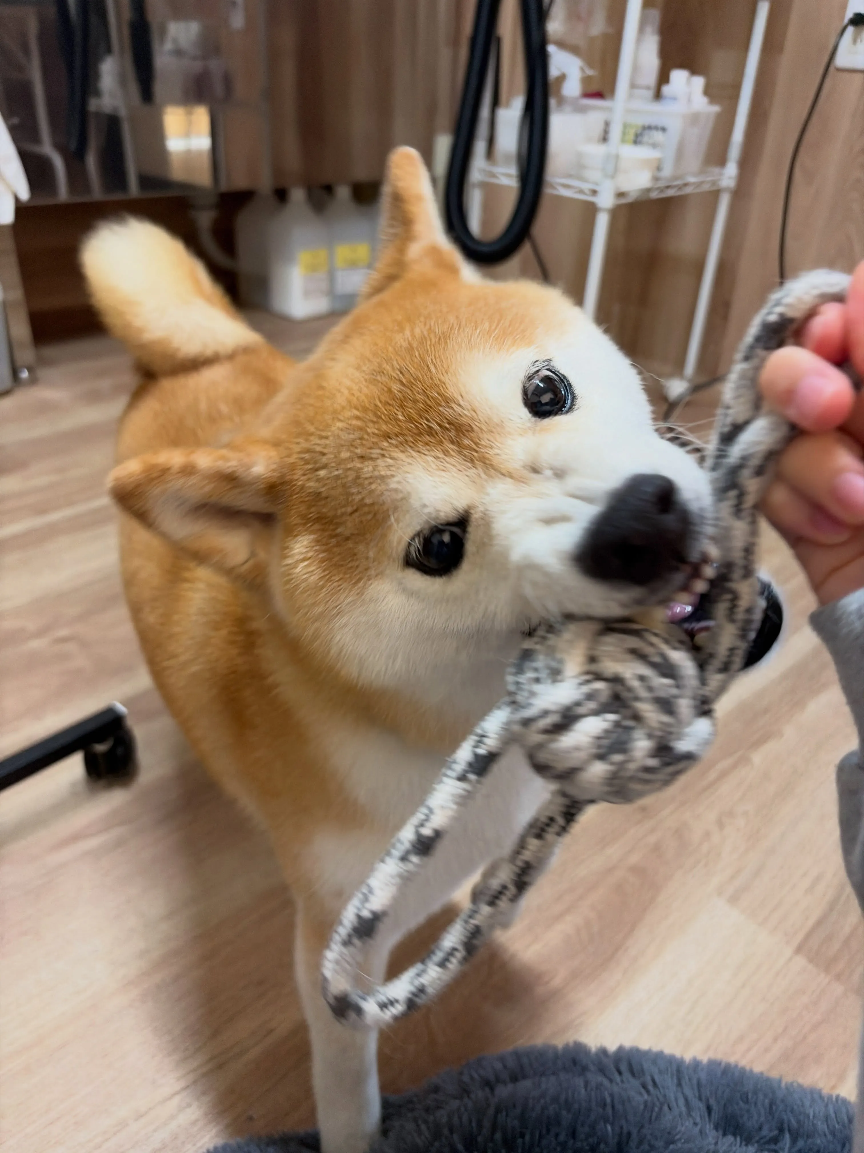 🍃9/7のトリミング🍃柴犬🐶｜名東区・千種区・守山区の動物病...