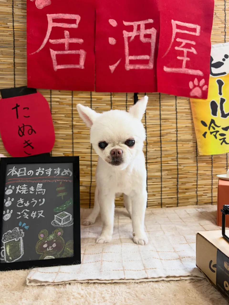🍃9/8のトリミング🍃チワワ🐶｜名東区・千種区・守山区の動物...