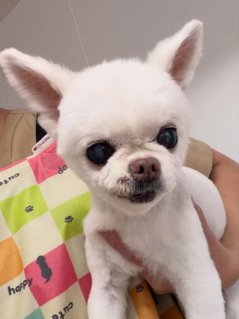 🍃9/8のトリミング🍃チワワ🐶｜名東区・千種区・守山区の動物...