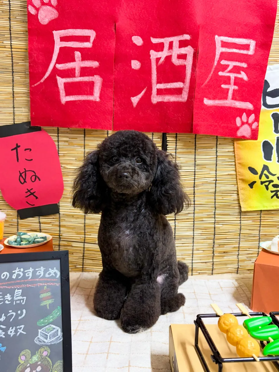 🍃9/8のトリミング🍃プードル 🐶|名東区・千種区・守山区の...