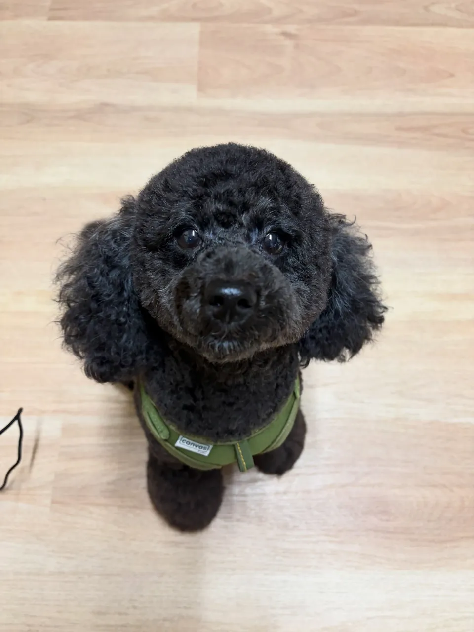 🍃9/8のトリミング🍃プードル 🐶|名東区・千種区・守山区の...