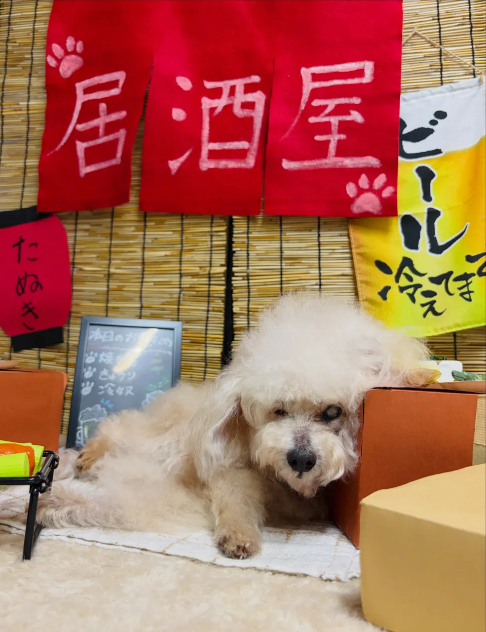 🍃9/9のトリミング🍃プードル🐶|名東区・千種区・守山区の動...