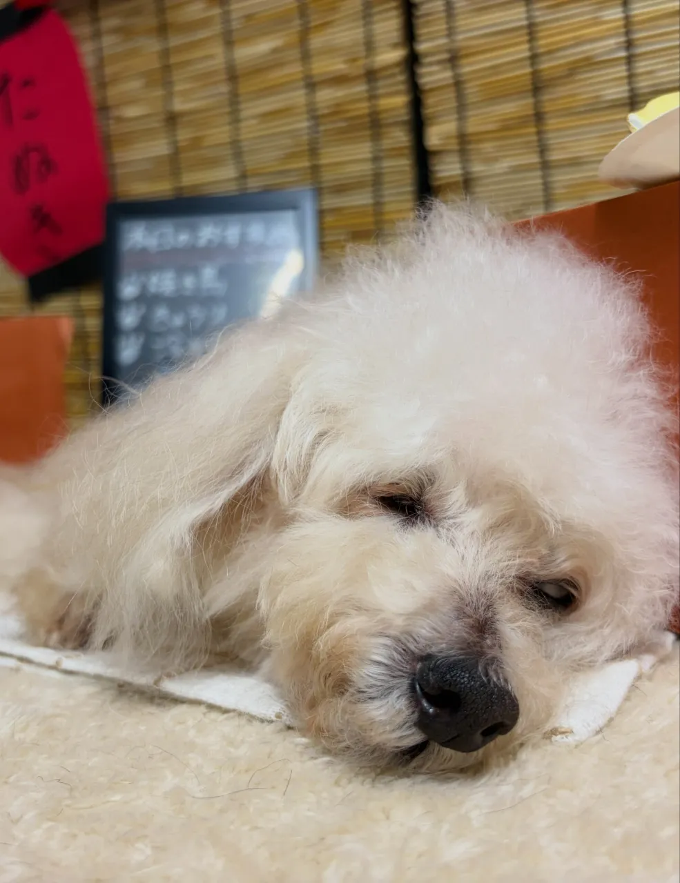 🍃9/9のトリミング🍃プードル🐶｜名東区・千種区・守山区の動...