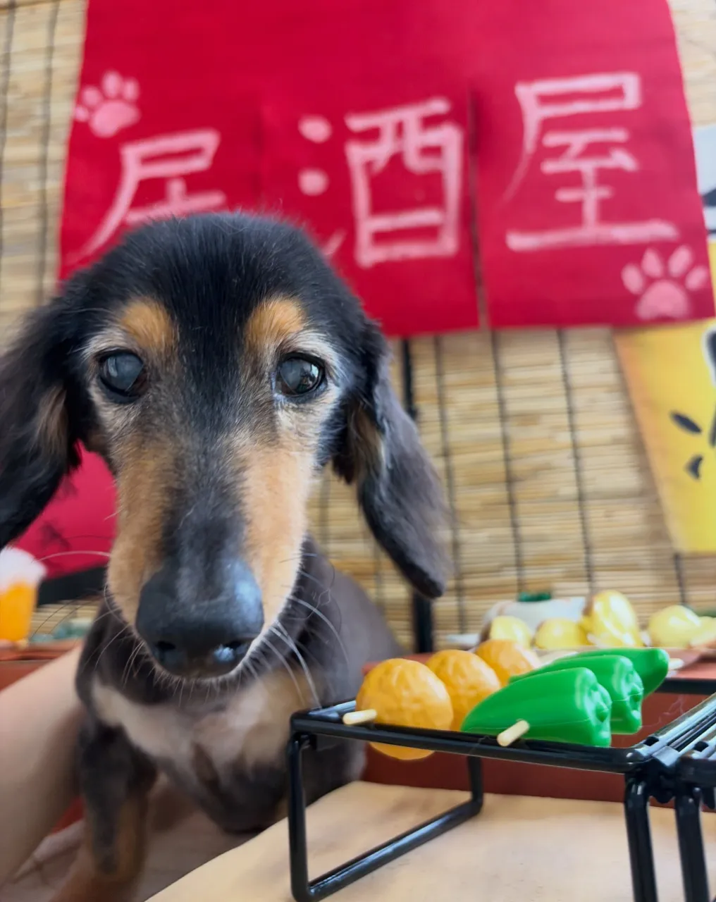 🍃9/9のトリミング🍃ダックス🐶|名東区・千種区・守山区の動...
