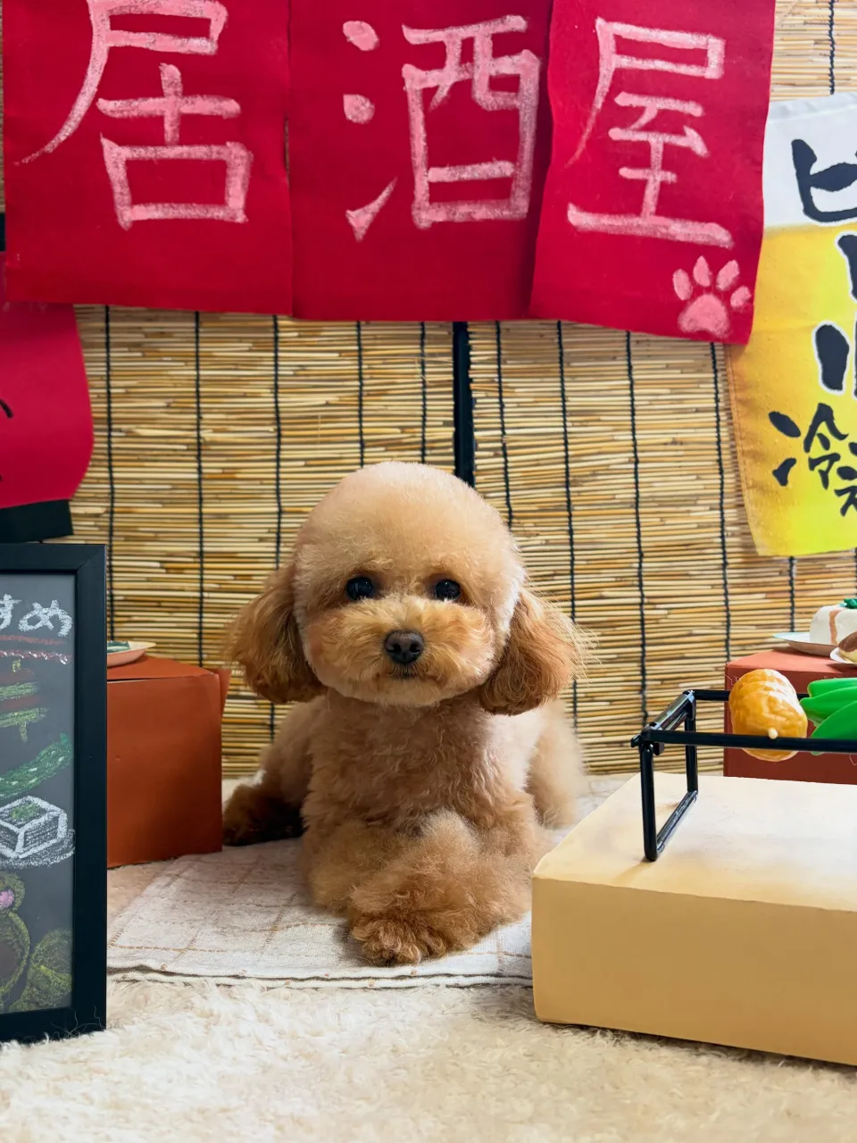 🍃9/11のトリミング🍃プードル🐶|名東区・千種区・守山区の...