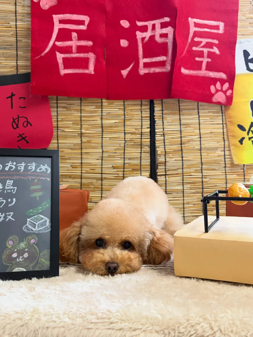 🍃9/11のトリミング🍃プードル🐶｜名東区・千種区・守山区の...