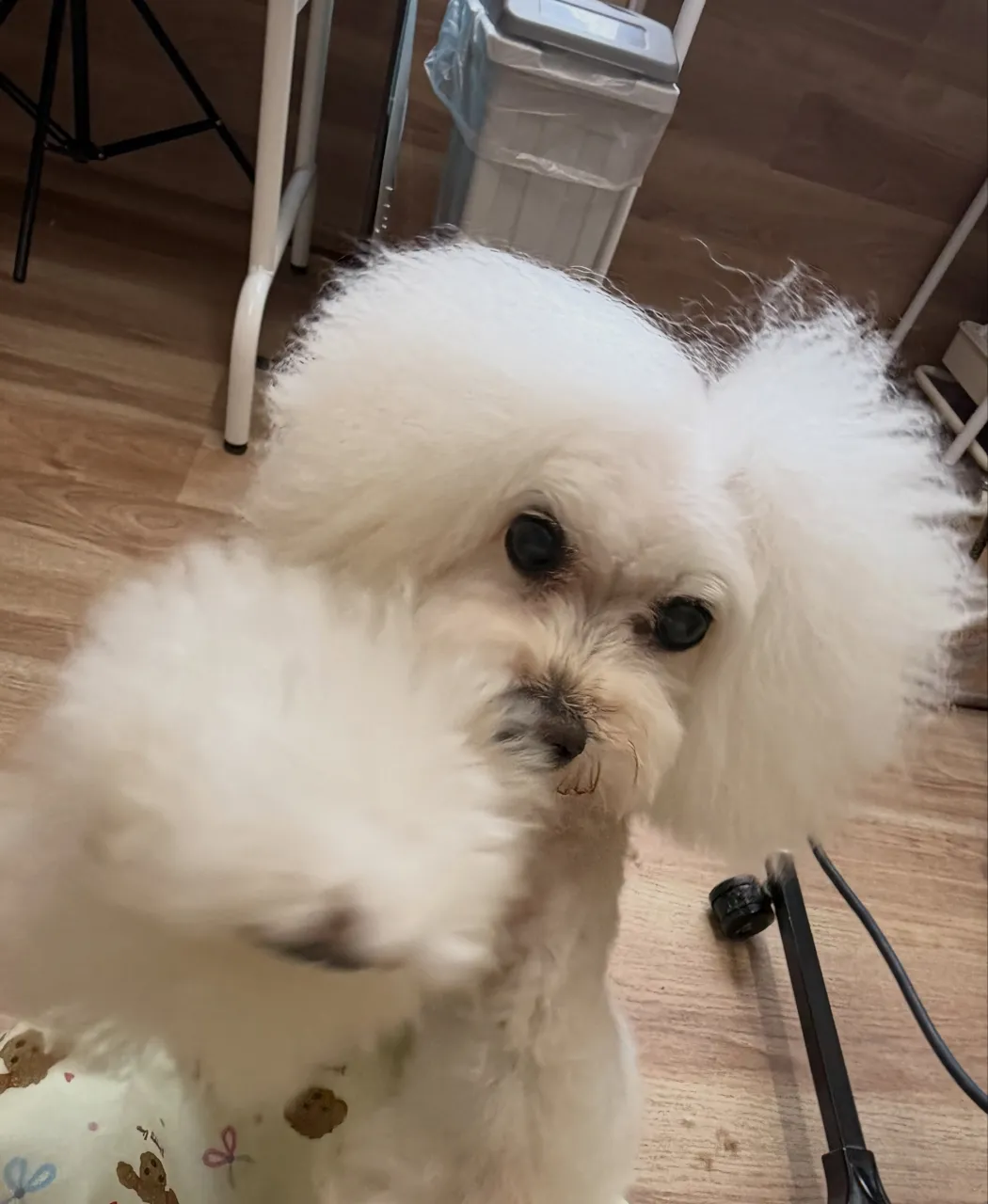 🍃9/11のトリミング🍃プードル🐶｜名東区・千種区・守山区の...