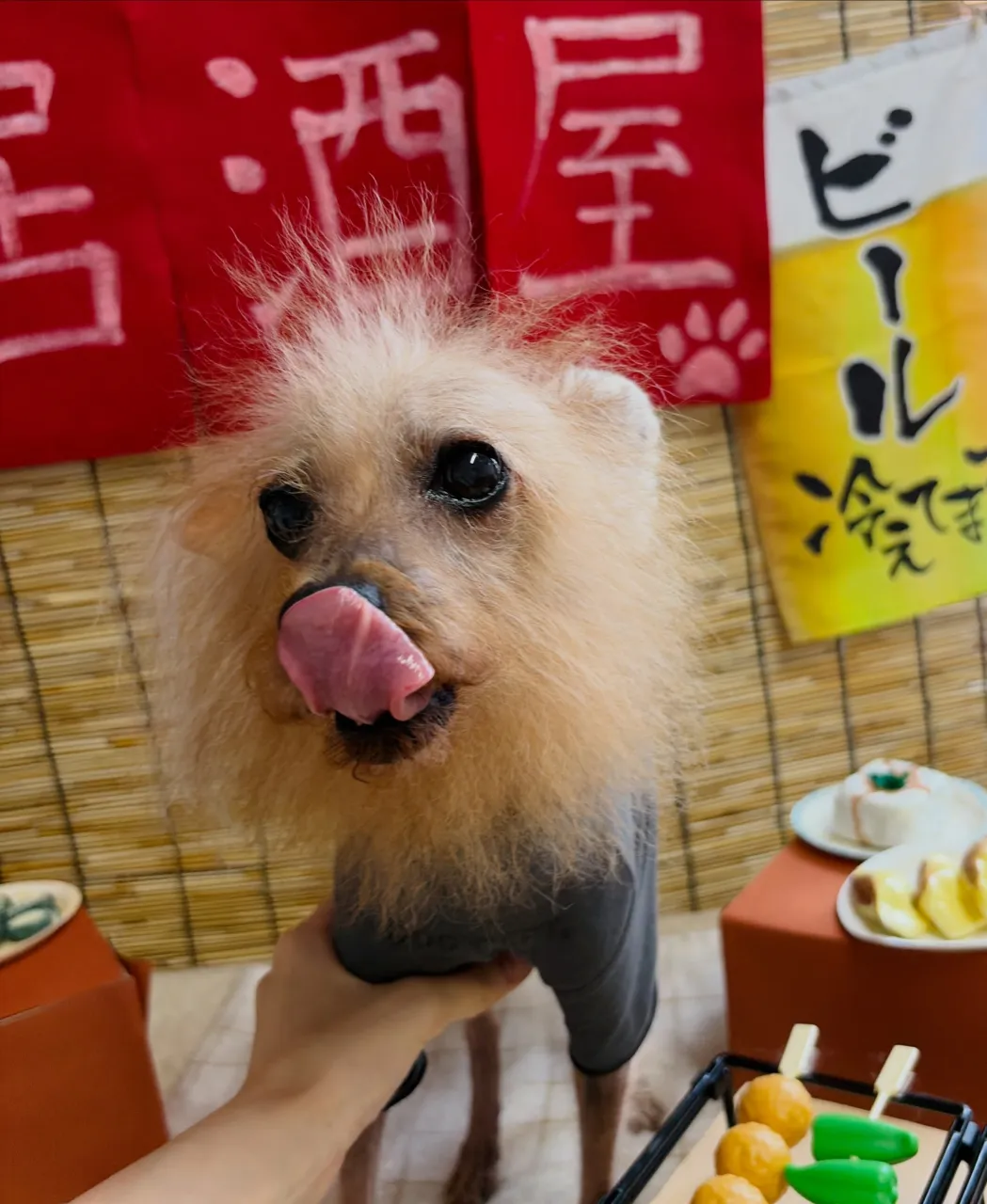 🍃9/11のトリミング🍃プードル🐶｜名東区・千種区・守山区の...