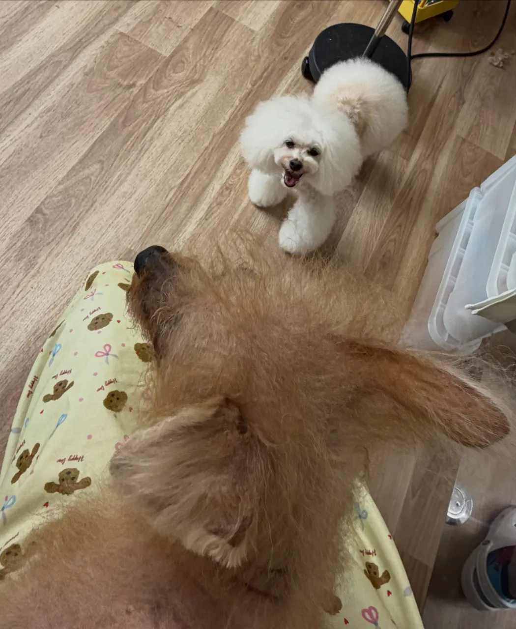 🍃9/11のトリミング🍃プードル🐶｜名東区・千種区・守山区の...