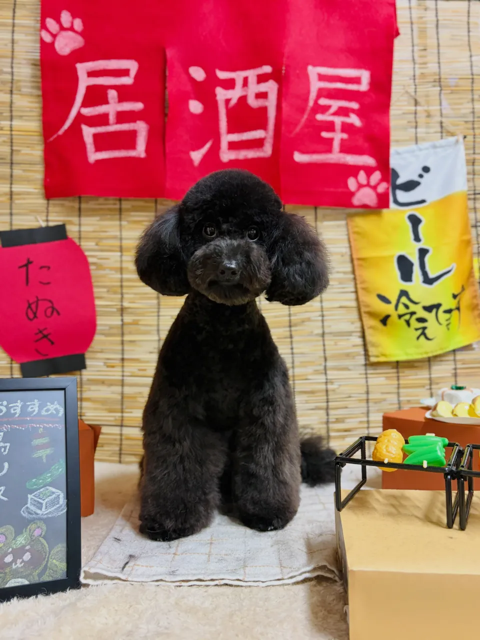 🍃9/11のトリミング🍃プードル🐶ダックス🐶|名東区・千種区...
