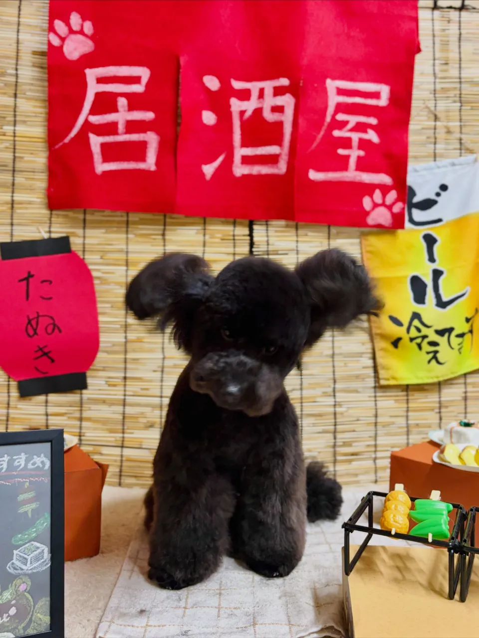 🍃9/11のトリミング🍃プードル🐶ダックス🐶|名東区・千種区...