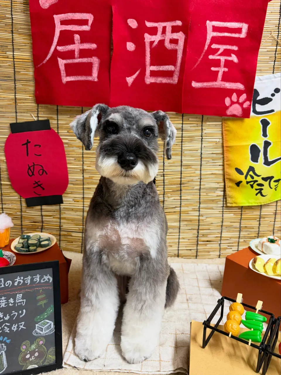🍃9/11のトリミング🍃シュナウザー🐶|名東区・千種区・守山...