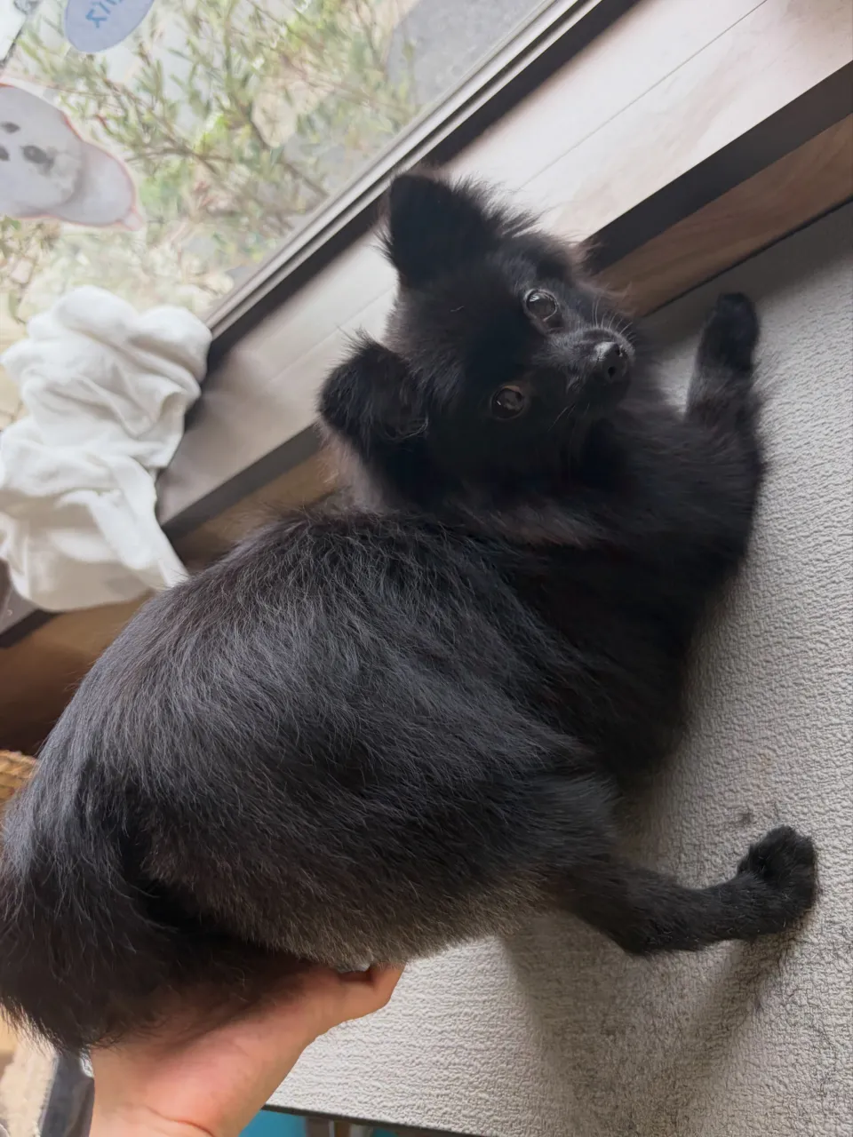 🍃9/12のトリミング🍃ポメラニアン🐶｜名東区・千種区・守山...