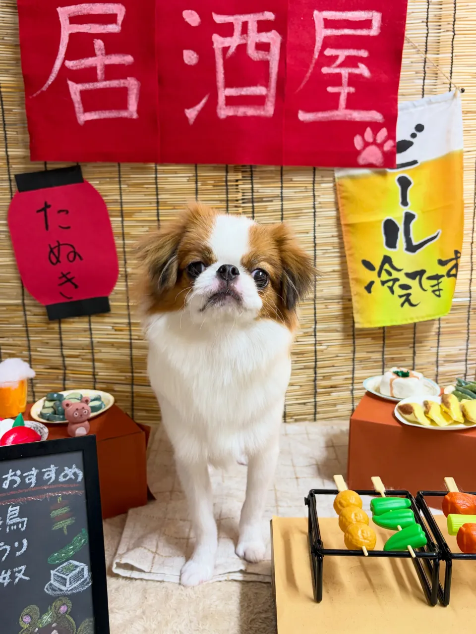 🍃9/13のトリミング🍃狆🐶|名東区・千種区・守山区の動物病...