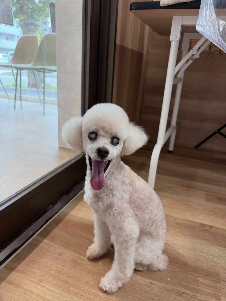 🍃9/13のトリミング🍃プードル🐶|名東区・千種区・守山区の...