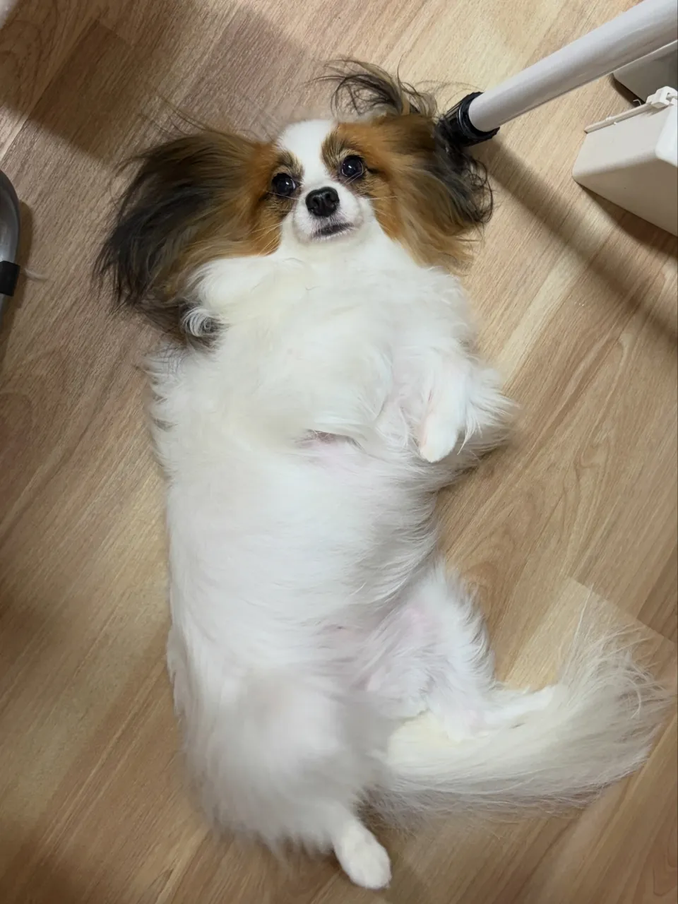 🍃9/13のトリミング🍃パピヨン🐶｜名東区・千種区・守山区の...