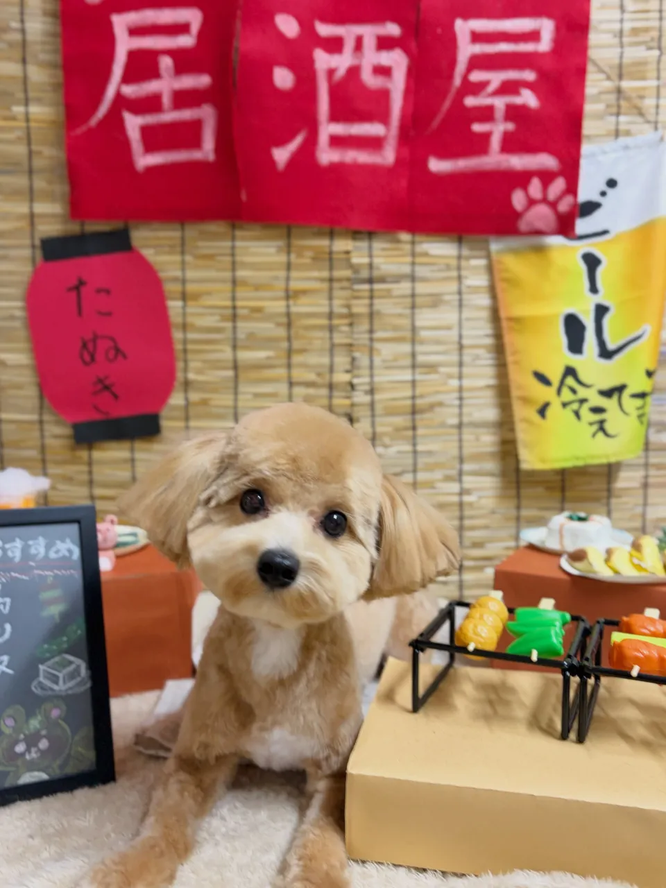 🍃9/13のトリミング🍃MIX犬🐶｜名東区・千種区・守山区の...