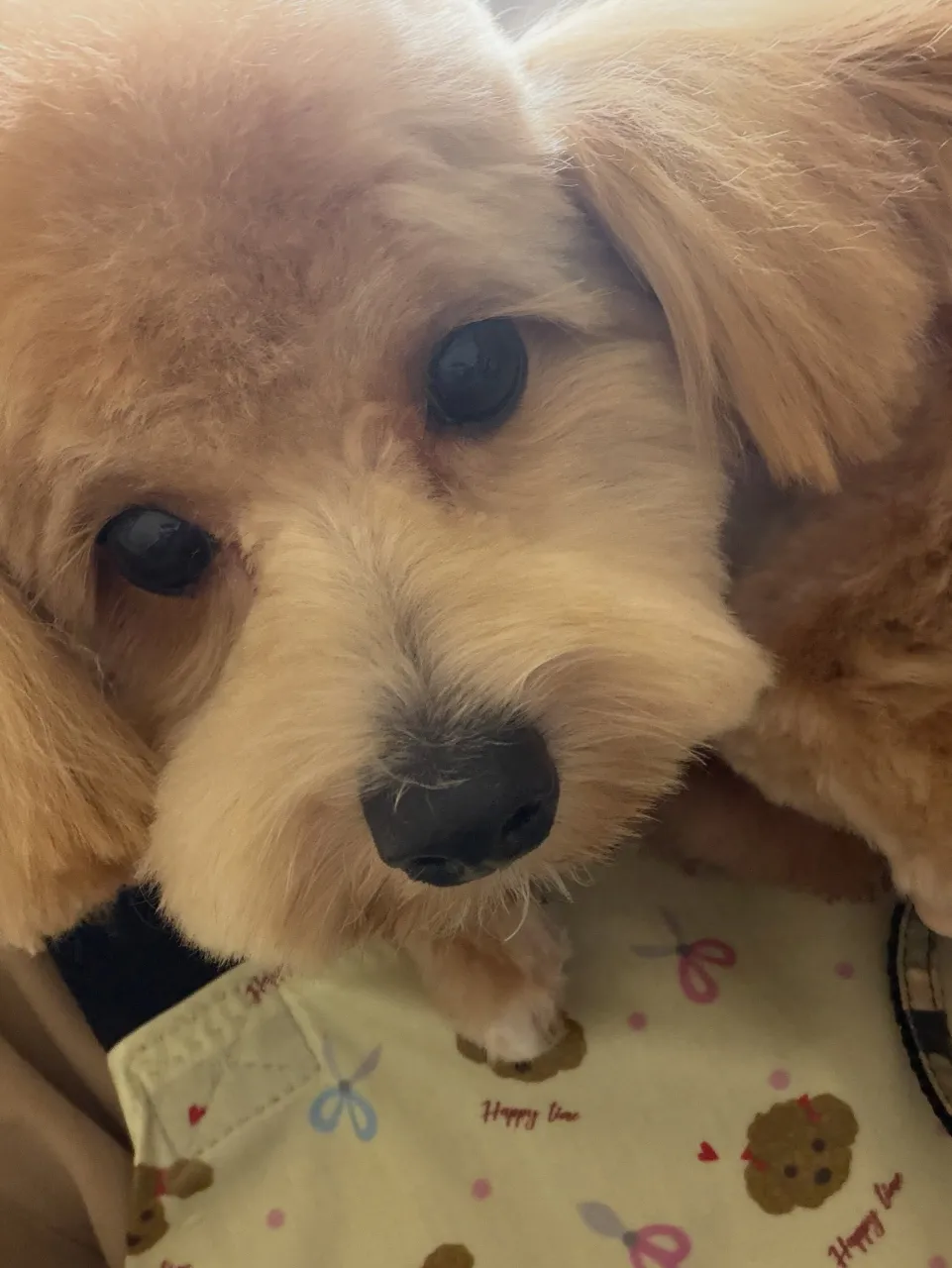 🍃9/13のトリミング🍃MIX犬🐶｜名東区・千種区・守山区の...