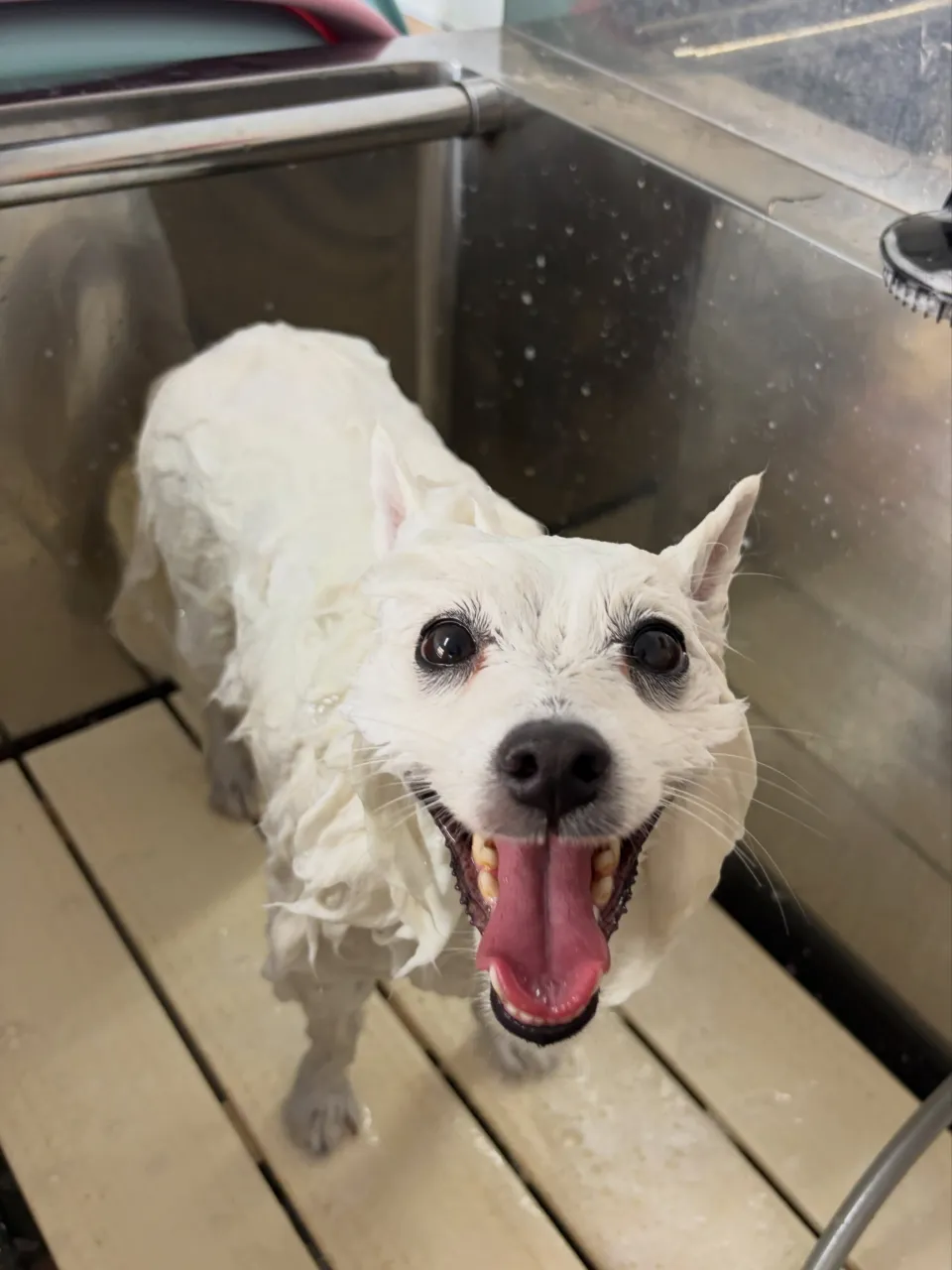 🍃9/14のトリミング🍃スピッツ🐶｜名東区・千種区・守山区の...