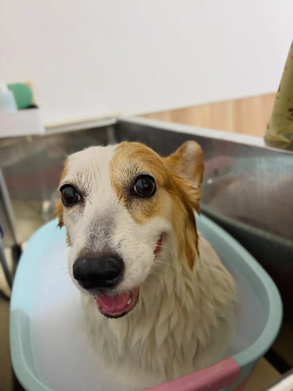 🍃9/14のトリミング🍃コーギー🐶|名東区・千種区・守山区の...