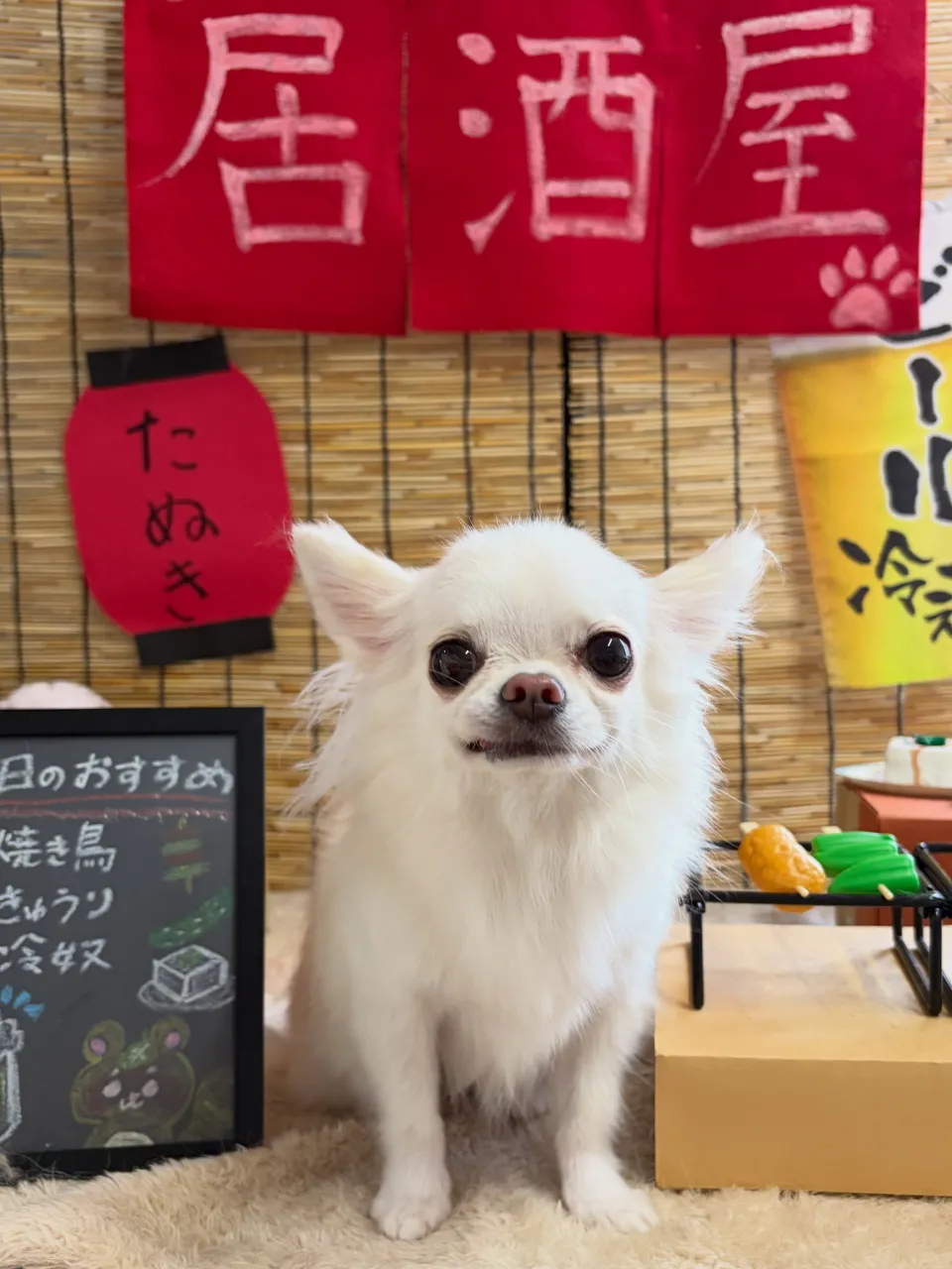 🍃9/15のトリミング🍃チワワ🐶｜名東区・千種区・守山区の動...