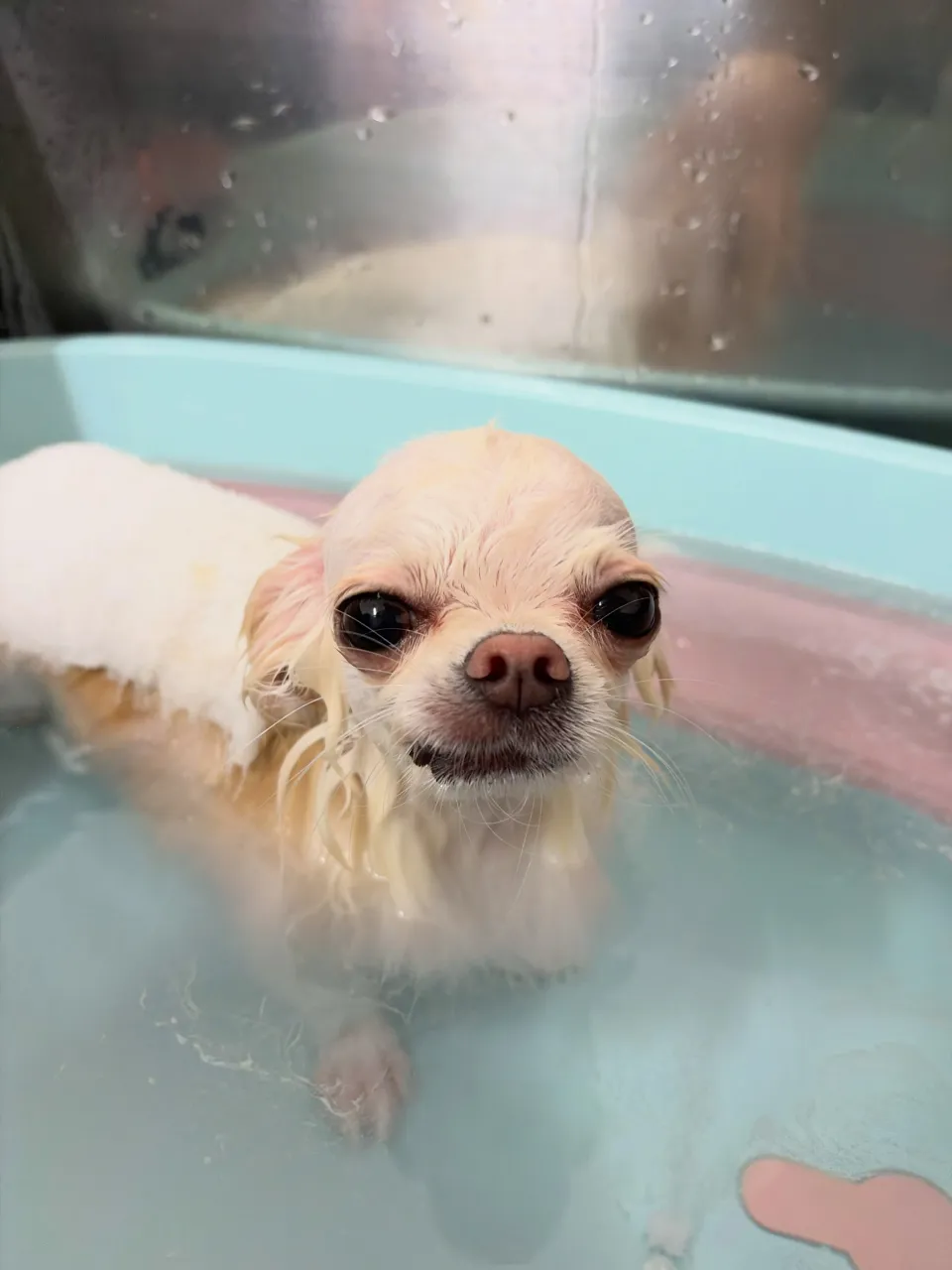 🍃9/15のトリミング🍃チワワ🐶|名東区・千種区・守山区の動...