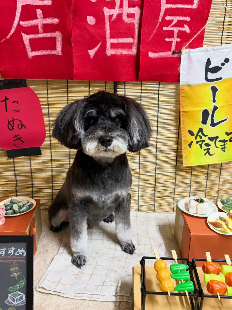 🍃9/15のトリミング🍃シュナウザー🐶｜名東区・千種区・守山...