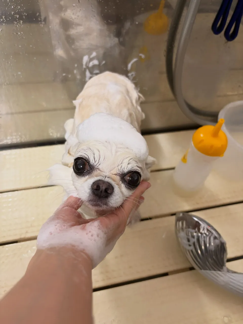 🍃9/16のトリミング🍃プードル🐶チワワ🐶|名東区・千種区・...