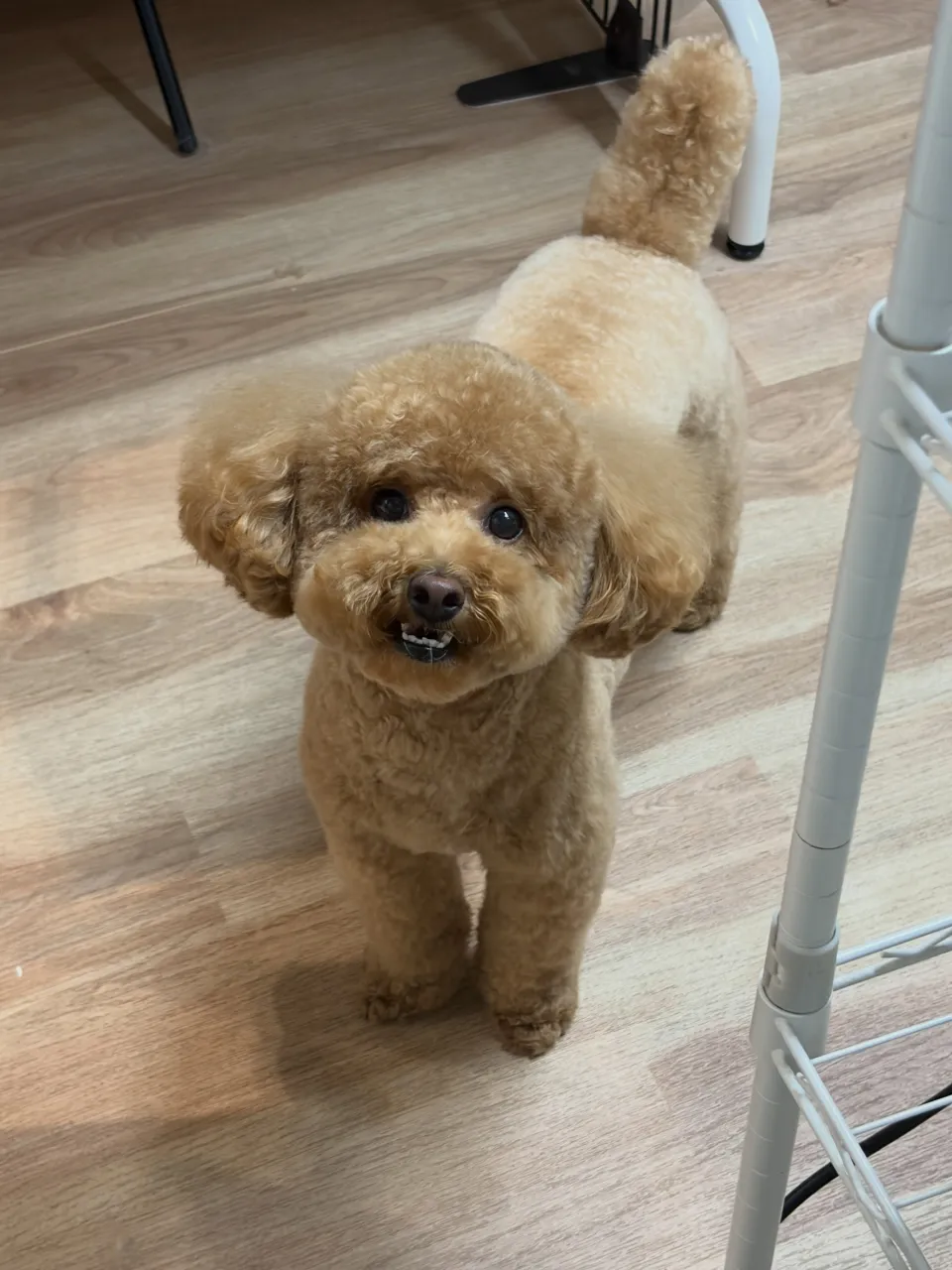 🍃9/16のトリミング🍃プードル🐶｜名東区・千種区・守山区の...