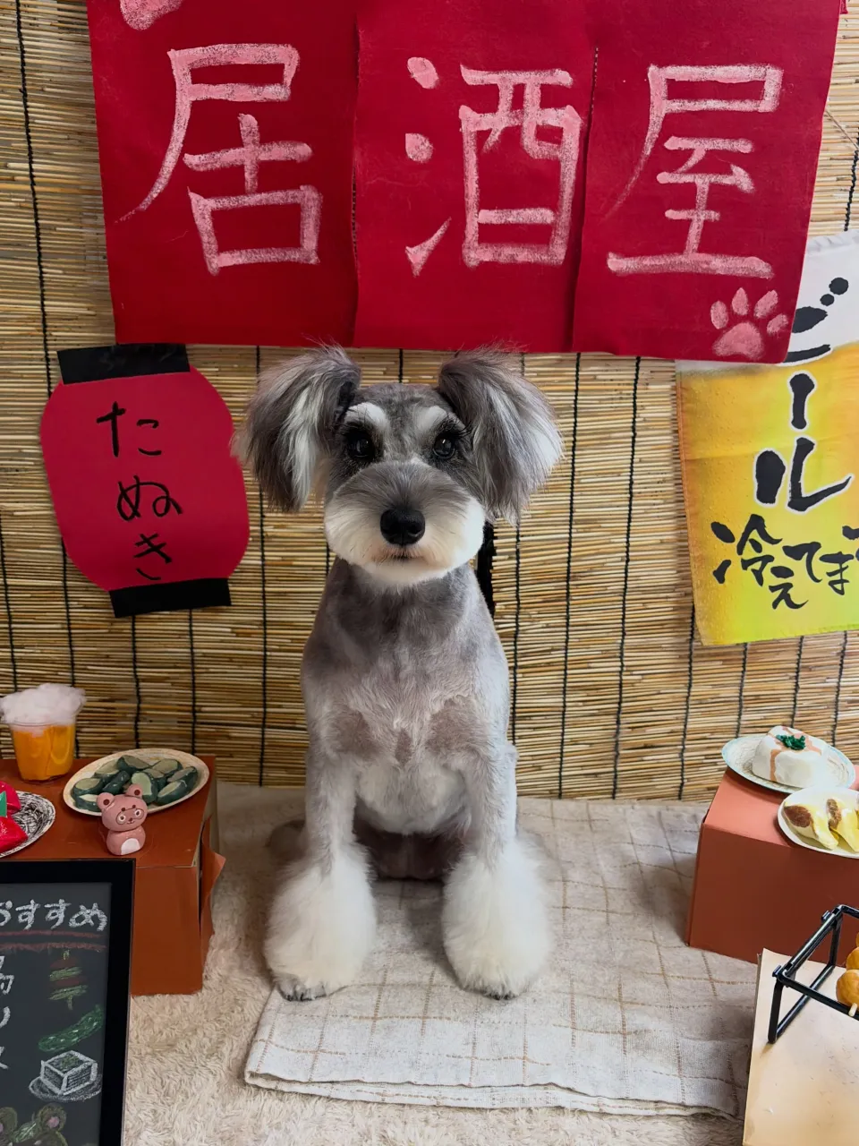 🍃9/16のトリミング🍃シュナウザー🐶|名東区・千種区・守山...