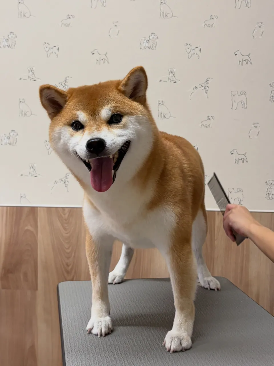 🍃9/18のトリミング🍃柴犬🐶｜名東区・千種区・守山区の動物...