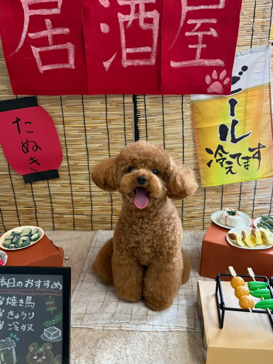 🍃9/18のトリミング🍃プードル🐶ミックス犬🐶チワワ🐶|名東...