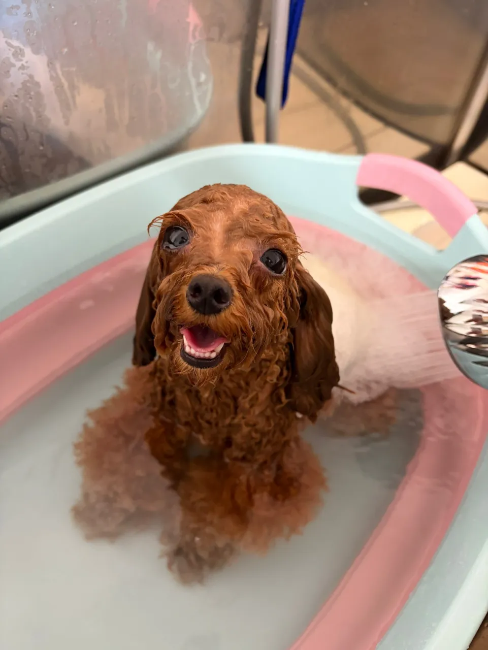 🍃9/18のトリミング🍃プードル🐶ミックス犬🐶チワワ🐶|名東...