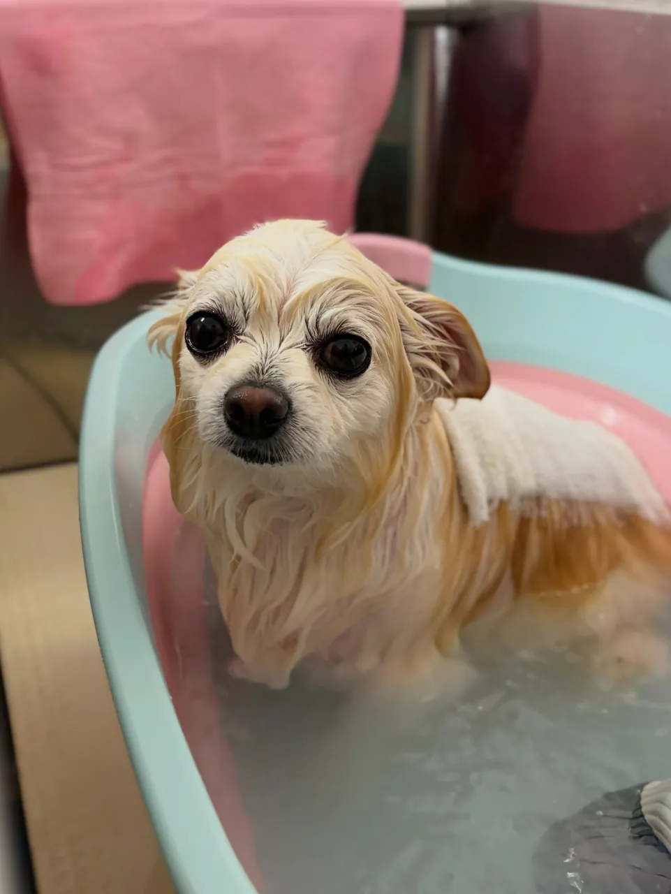 🍃9/18のトリミング🍃プードル🐶ミックス犬🐶チワワ🐶|名東...